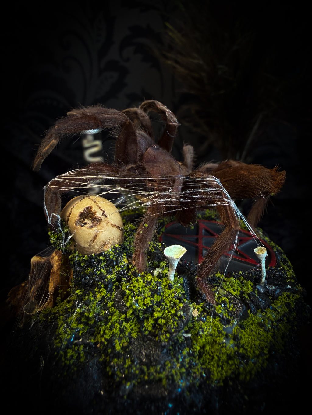 Handmade gothic tarantula glass dome with preserved Eurypelma spinicrus, skulls, moss, fungi and occult elements | Morbid Oddities