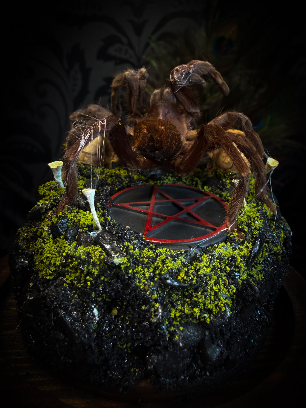 Handmade gothic tarantula glass dome with preserved Eurypelma spinicrus, skulls, moss, fungi and occult elements | Morbid Oddities