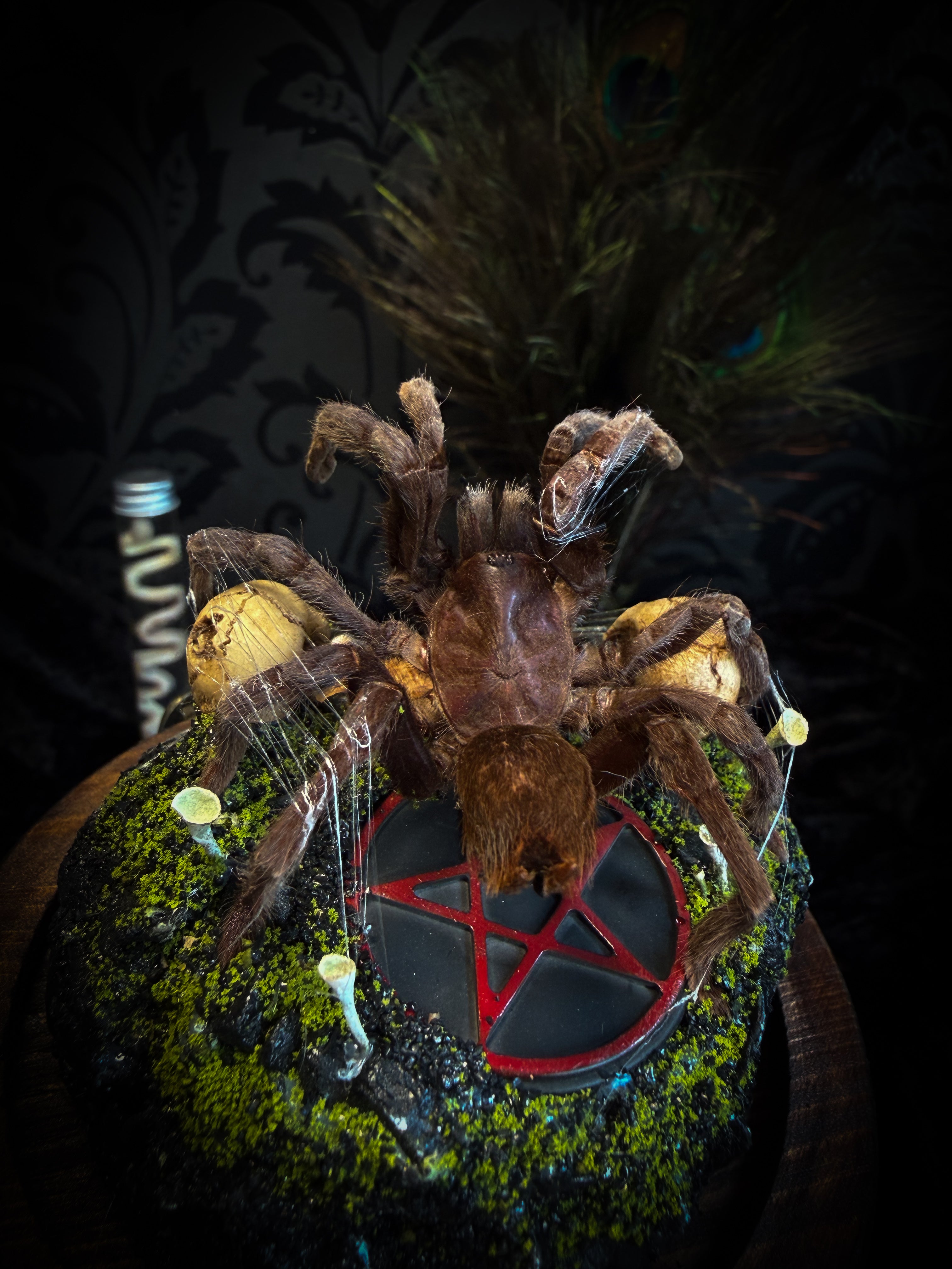 Handmade gothic tarantula glass dome with preserved Eurypelma spinicrus, skulls, moss, fungi and occult elements | Morbid Oddities