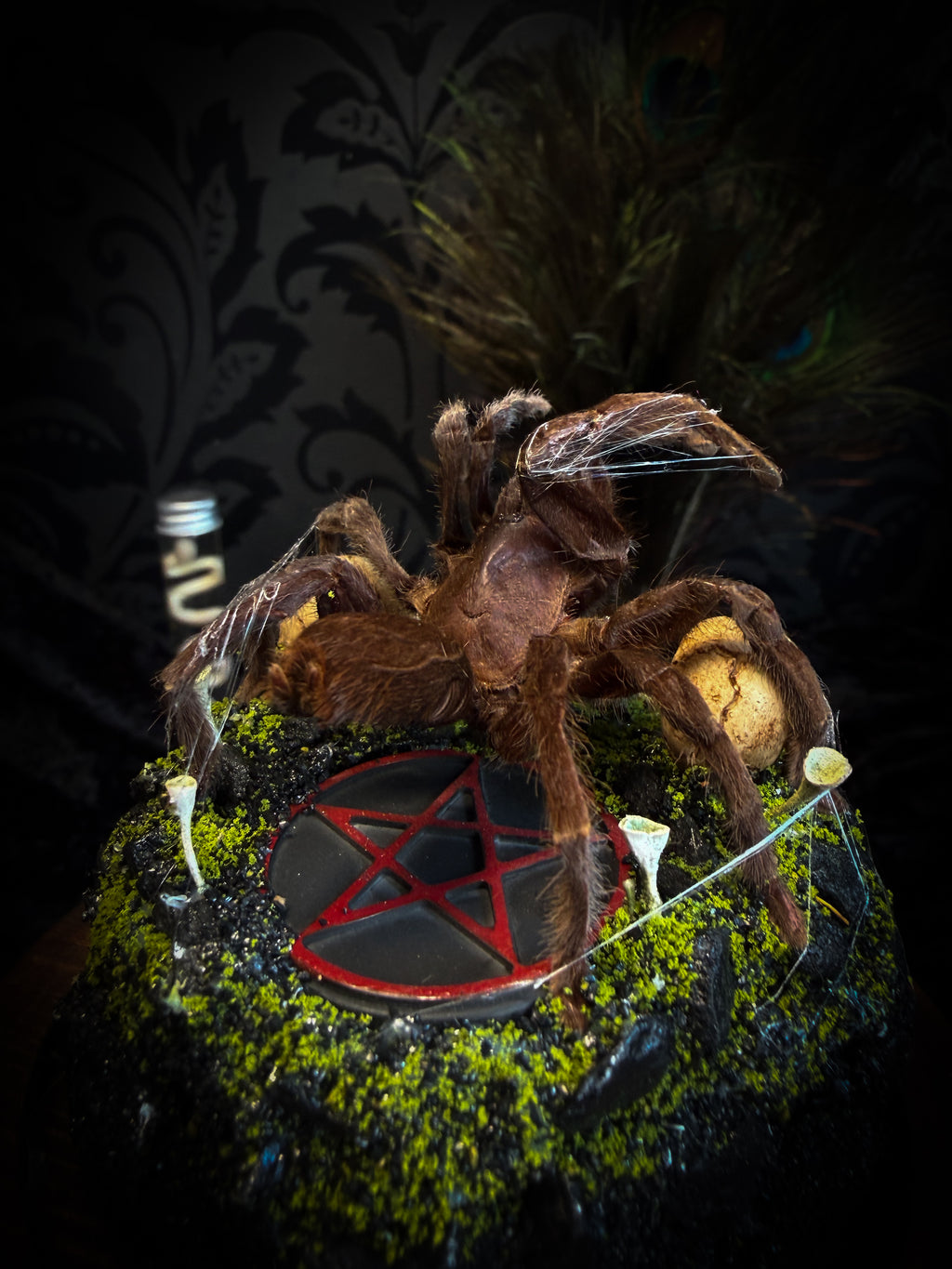 Handmade gothic tarantula glass dome with preserved Eurypelma spinicrus, skulls, moss, fungi and occult elements | Morbid Oddities