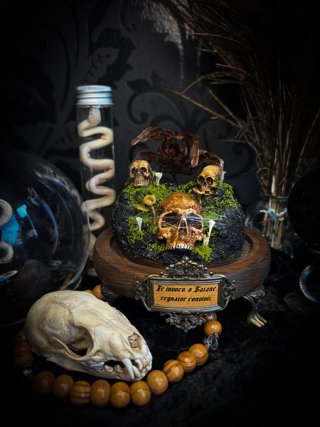 Handmade gothic tarantula glass dome with preserved Eurypelma spinicrus, skulls, moss, fungi and occult elements | Morbid Oddities