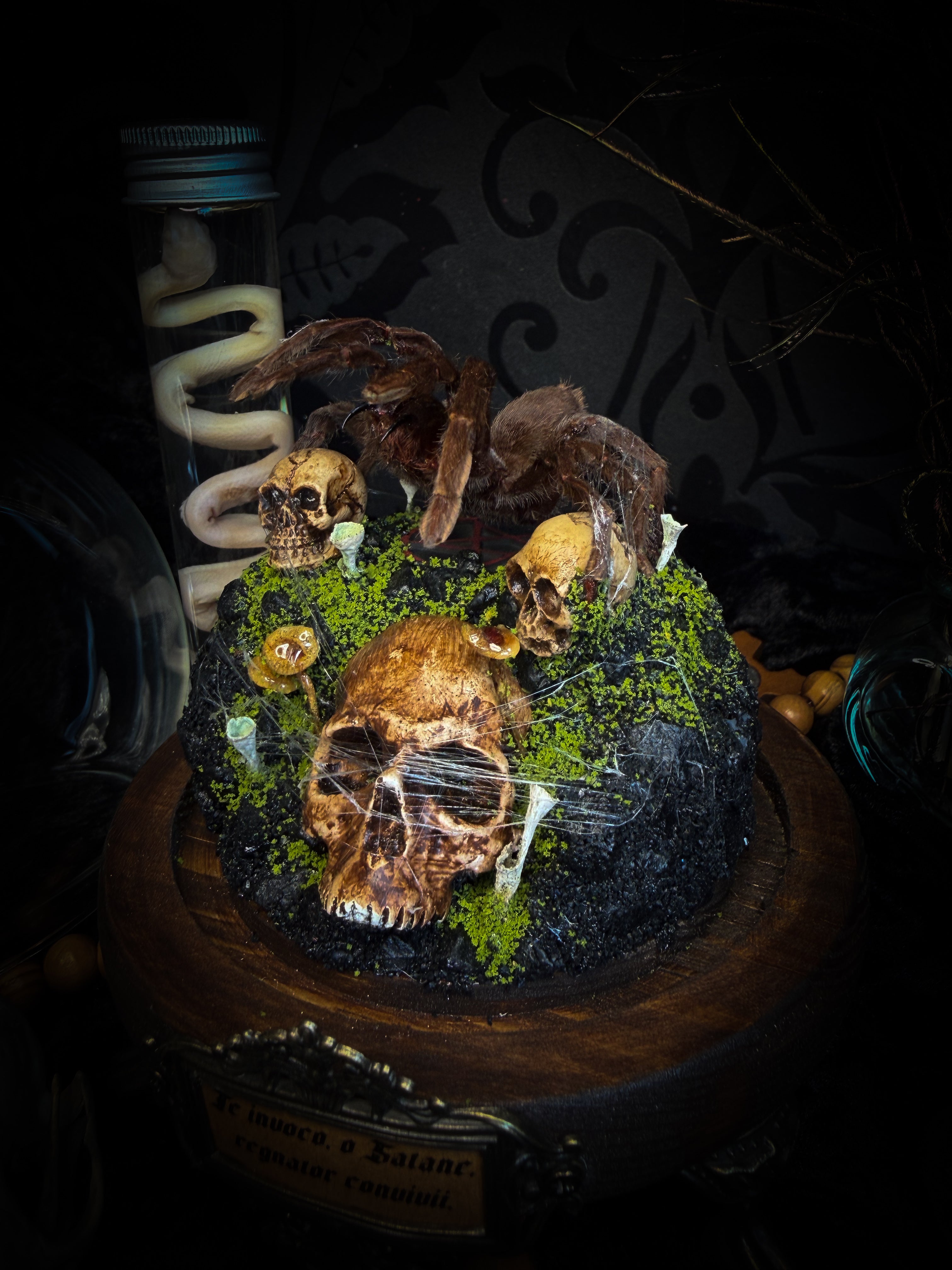 Handmade gothic tarantula glass dome with preserved Eurypelma spinicrus, skulls, moss, fungi and occult elements | Morbid Oddities
