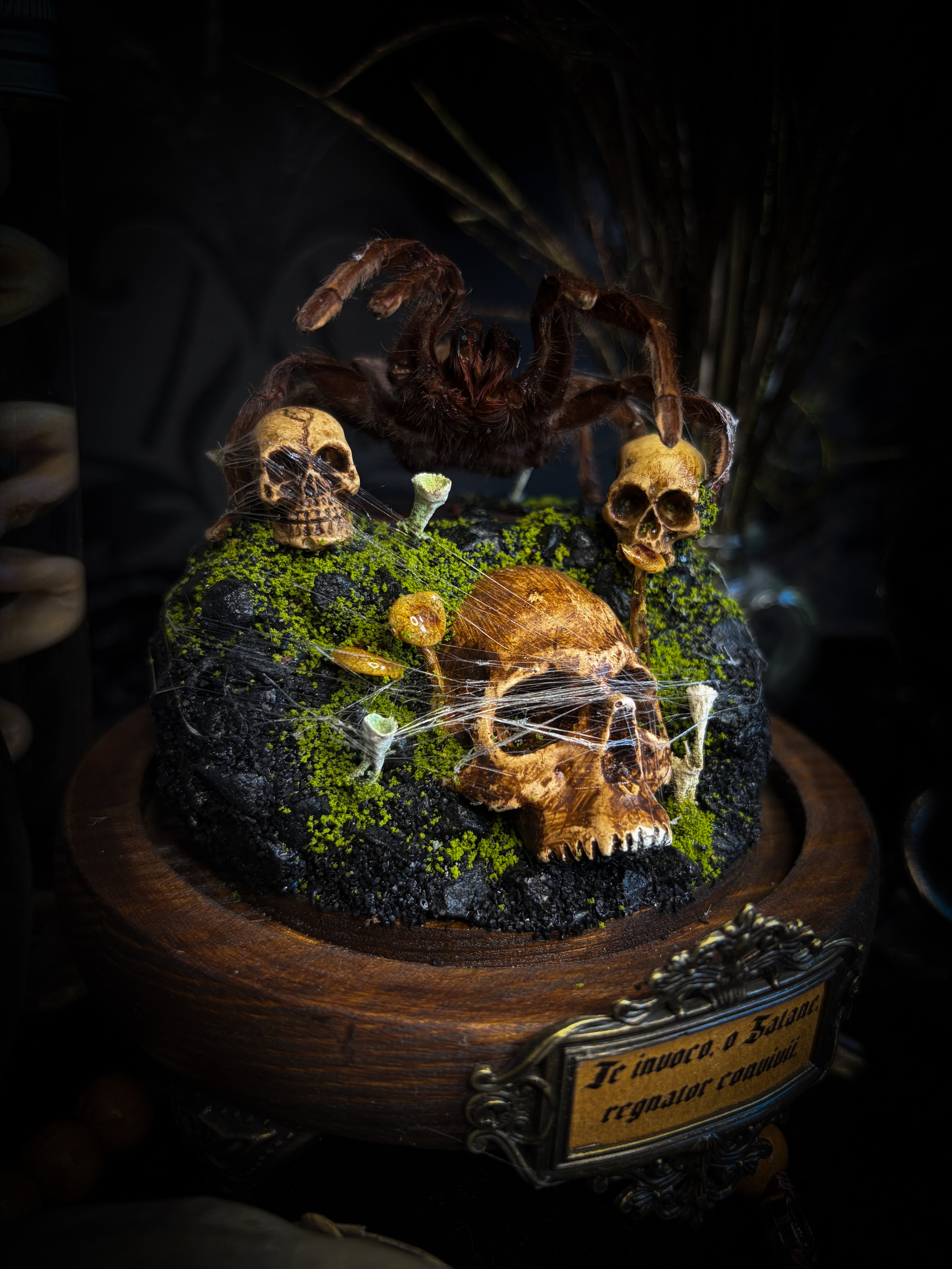 Handmade gothic tarantula glass dome with preserved Eurypelma spinicrus, skulls, moss, fungi and occult elements | Morbid Oddities