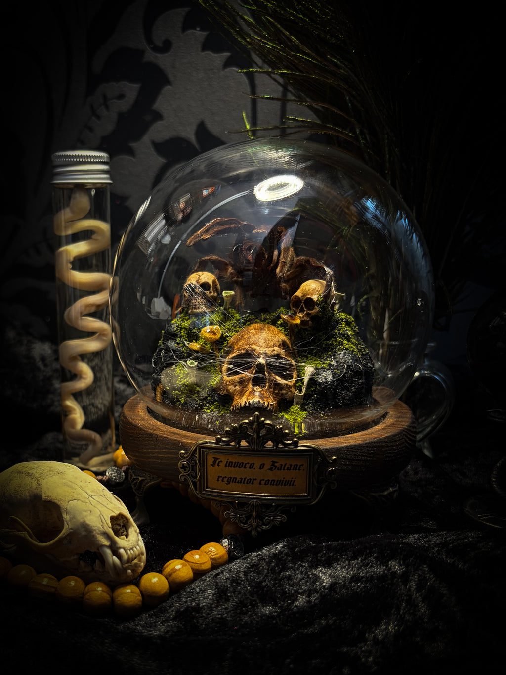 Handmade gothic tarantula glass dome with preserved Eurypelma spinicrus, skulls, moss, fungi and occult elements | Morbid Oddities