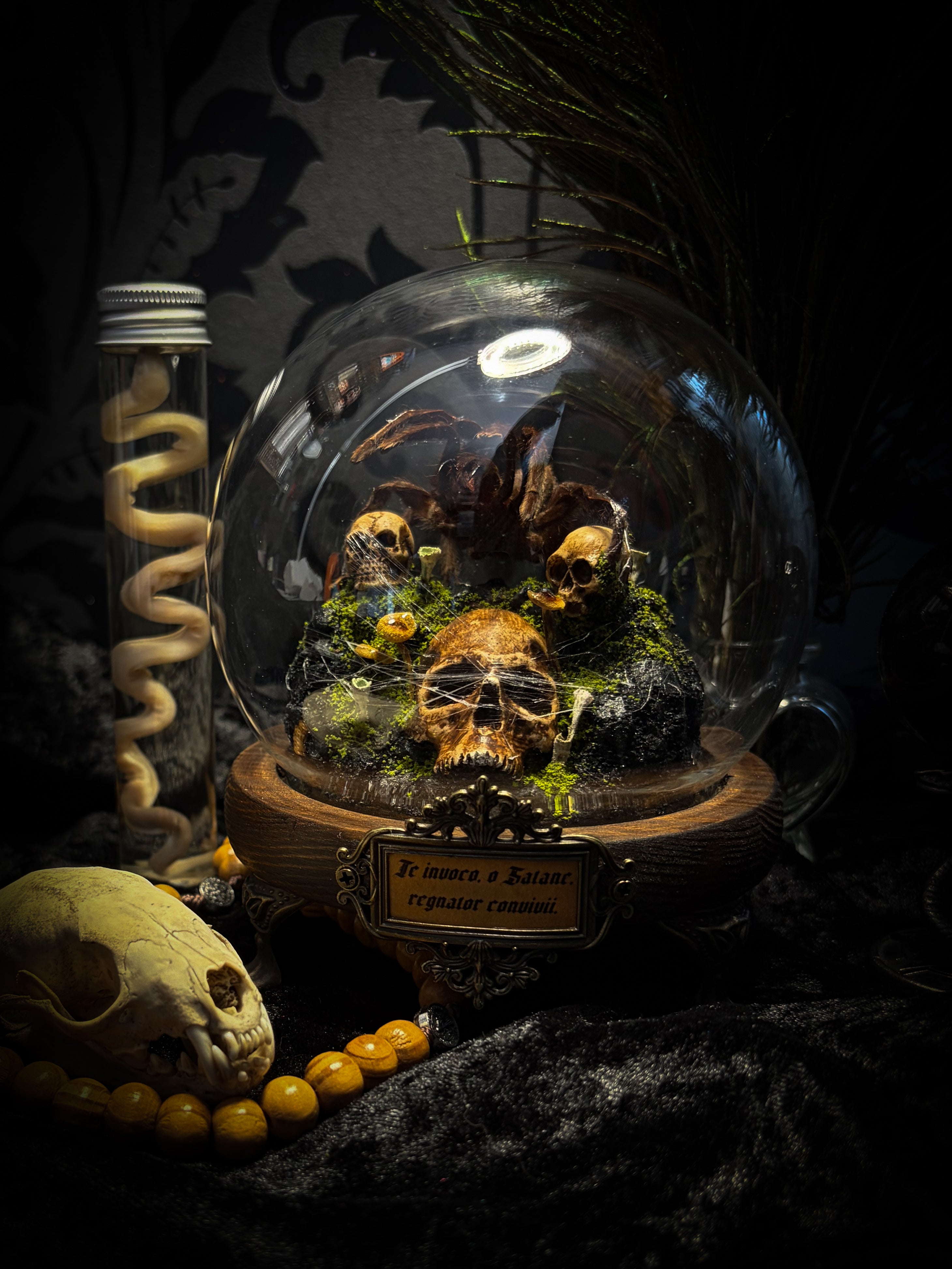 Handmade gothic tarantula glass dome with preserved Eurypelma spinicrus, skulls, moss, fungi and occult elements | Morbid Oddities