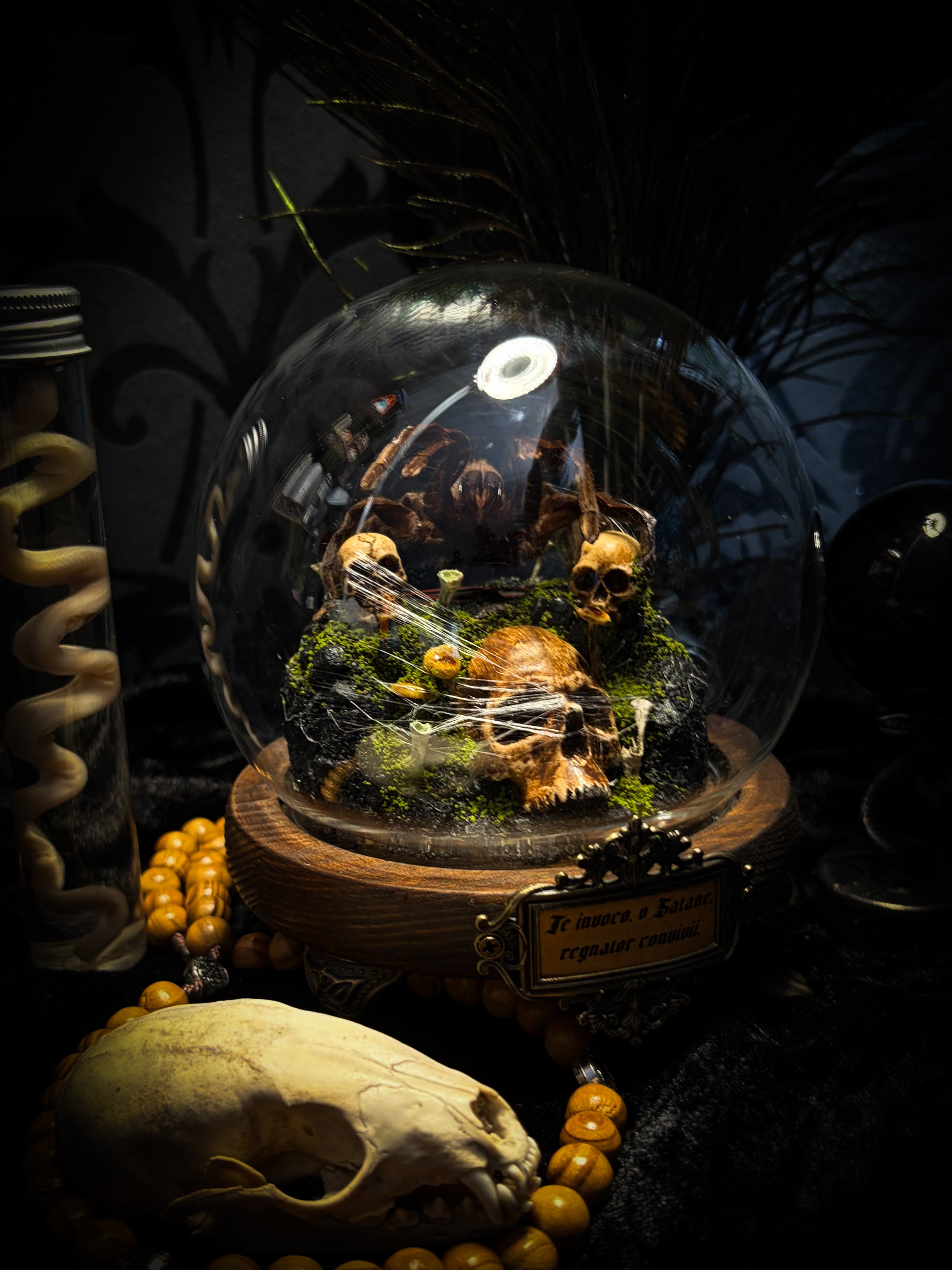 Handmade gothic tarantula glass dome with preserved Eurypelma spinicrus, skulls, moss, fungi and occult elements | Morbid Oddities