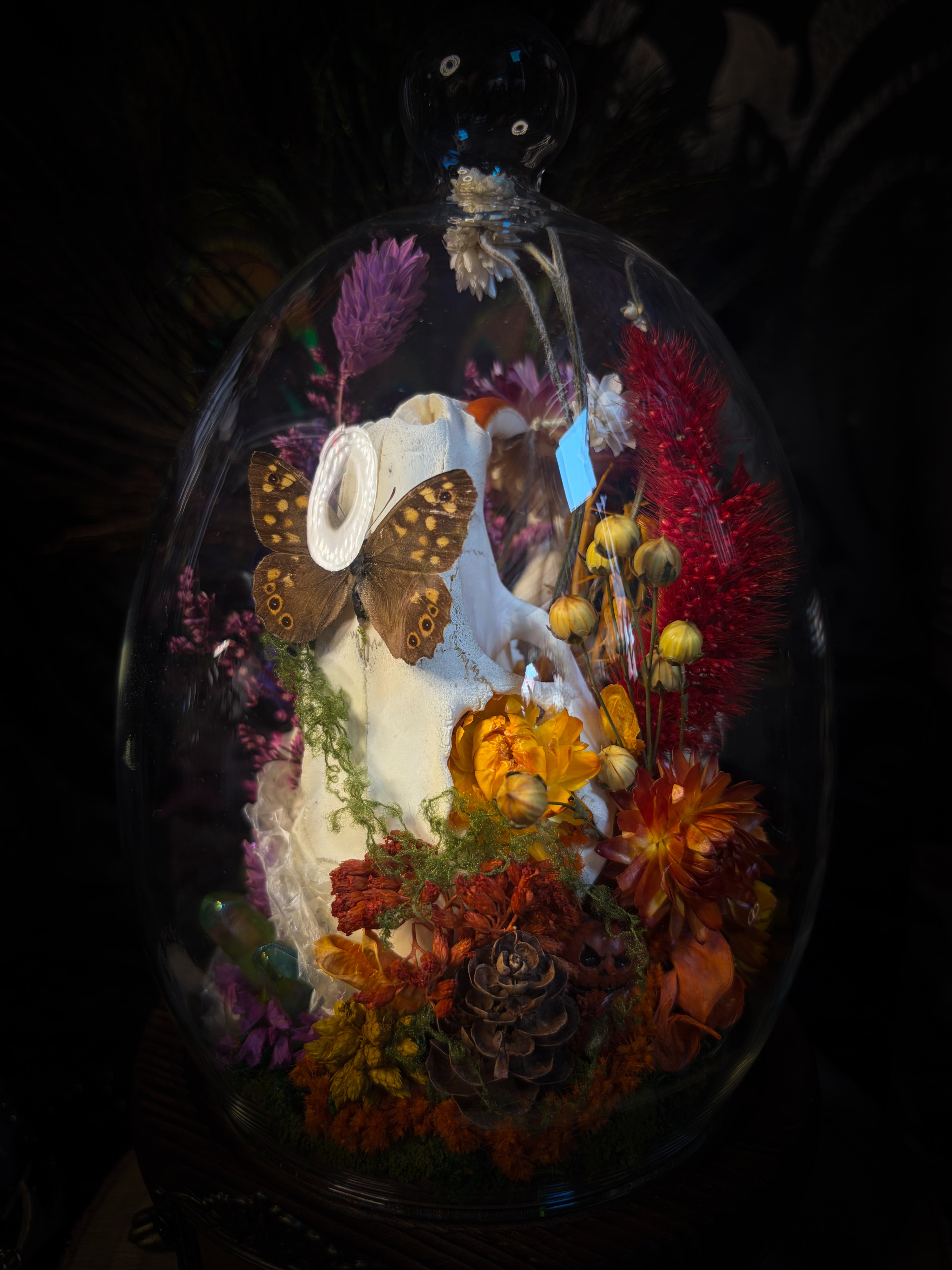 Handmade whimsical glass dome with nutria skull, Speckled Wood butterfly, summer and autumn botanicals, carved pumpkin and fluorite — Crossroads by Morbid Oddities
