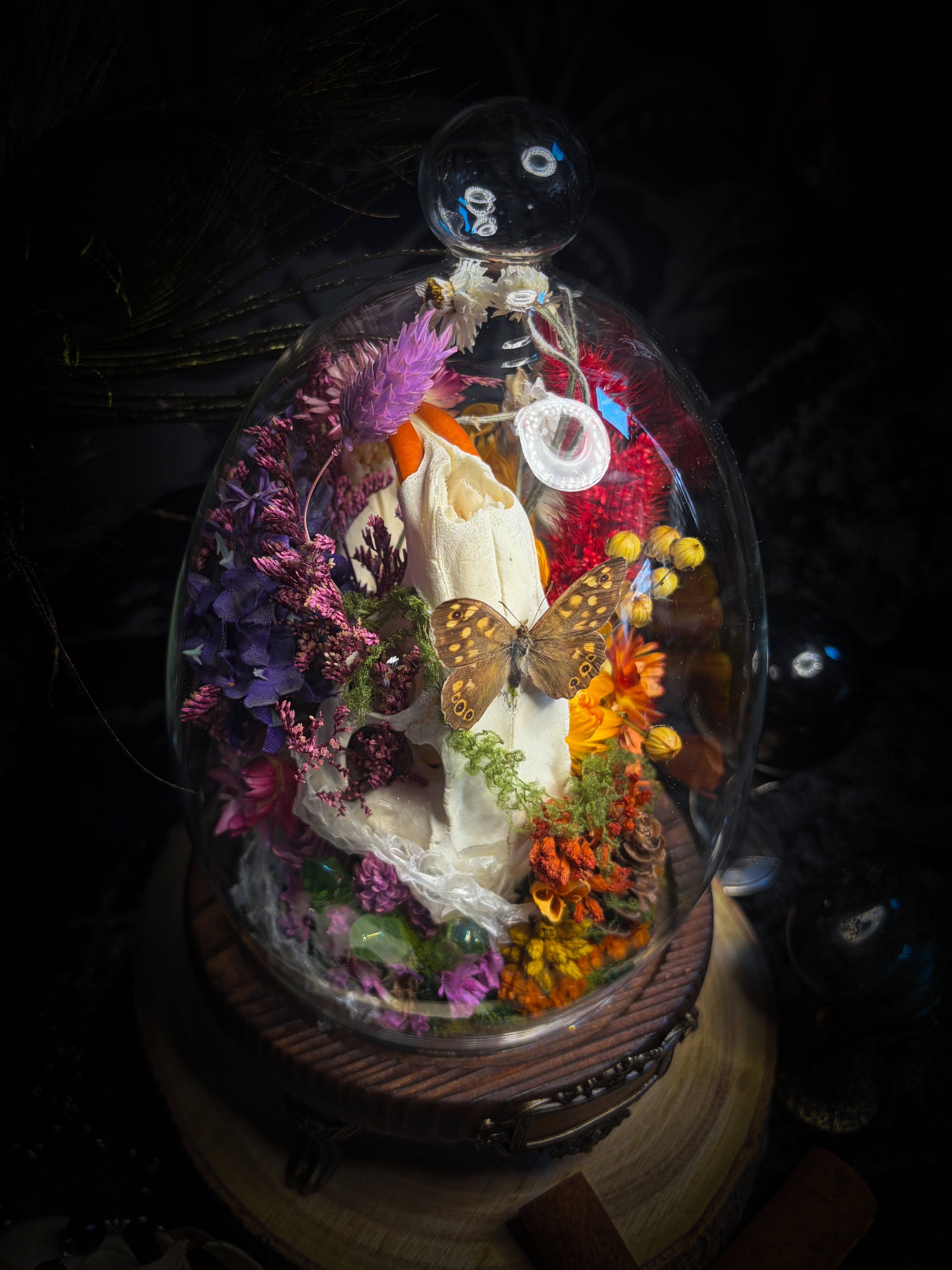 Handmade whimsical glass dome with nutria skull, Speckled Wood butterfly, summer and autumn botanicals, carved pumpkin and fluorite — Crossroads by Morbid Oddities