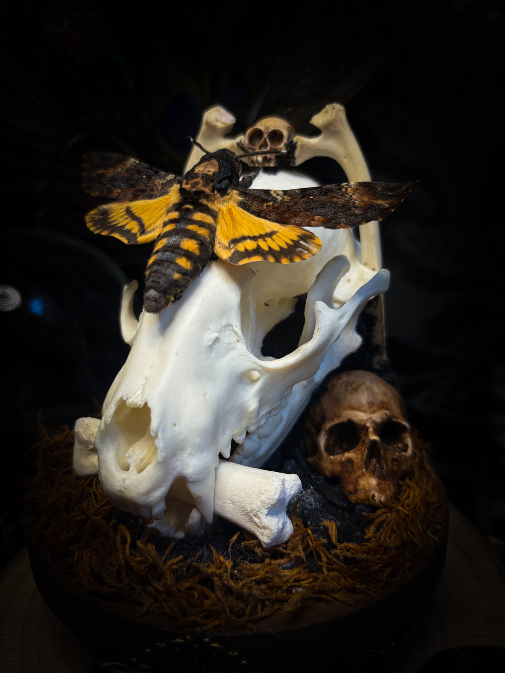 Handmade gothic glass dome with raccoon skull, Acherontia atropos moth, roe deer bones and autumn moss — In Tenebris Noctis by Morbid Oddities