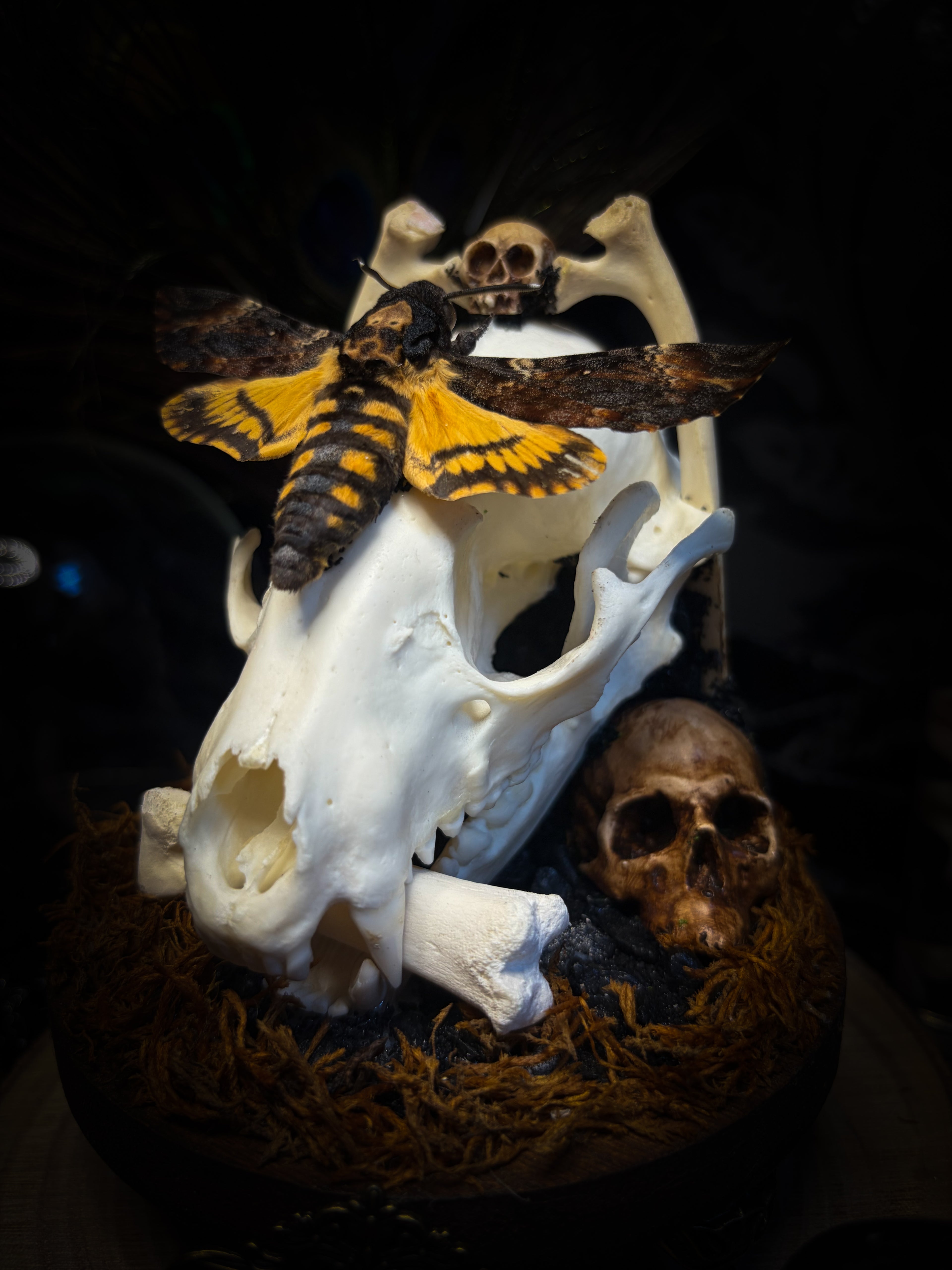 Handmade gothic glass dome with raccoon skull, Acherontia atropos moth, roe deer bones and autumn moss — In Tenebris Noctis by Morbid Oddities