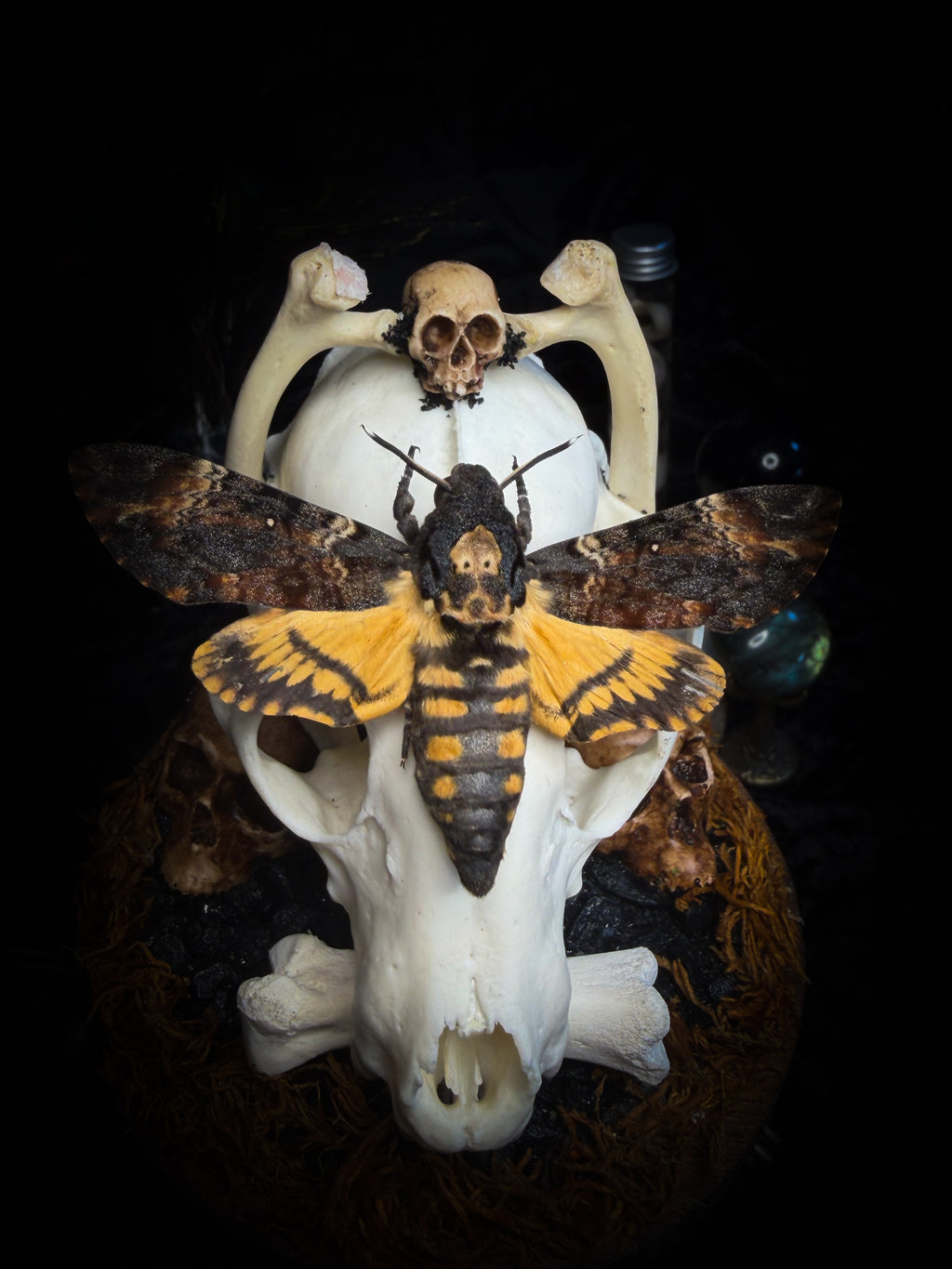 Handmade gothic glass dome with raccoon skull, Acherontia atropos moth, roe deer bones and autumn moss — In Tenebris Noctis by Morbid Oddities