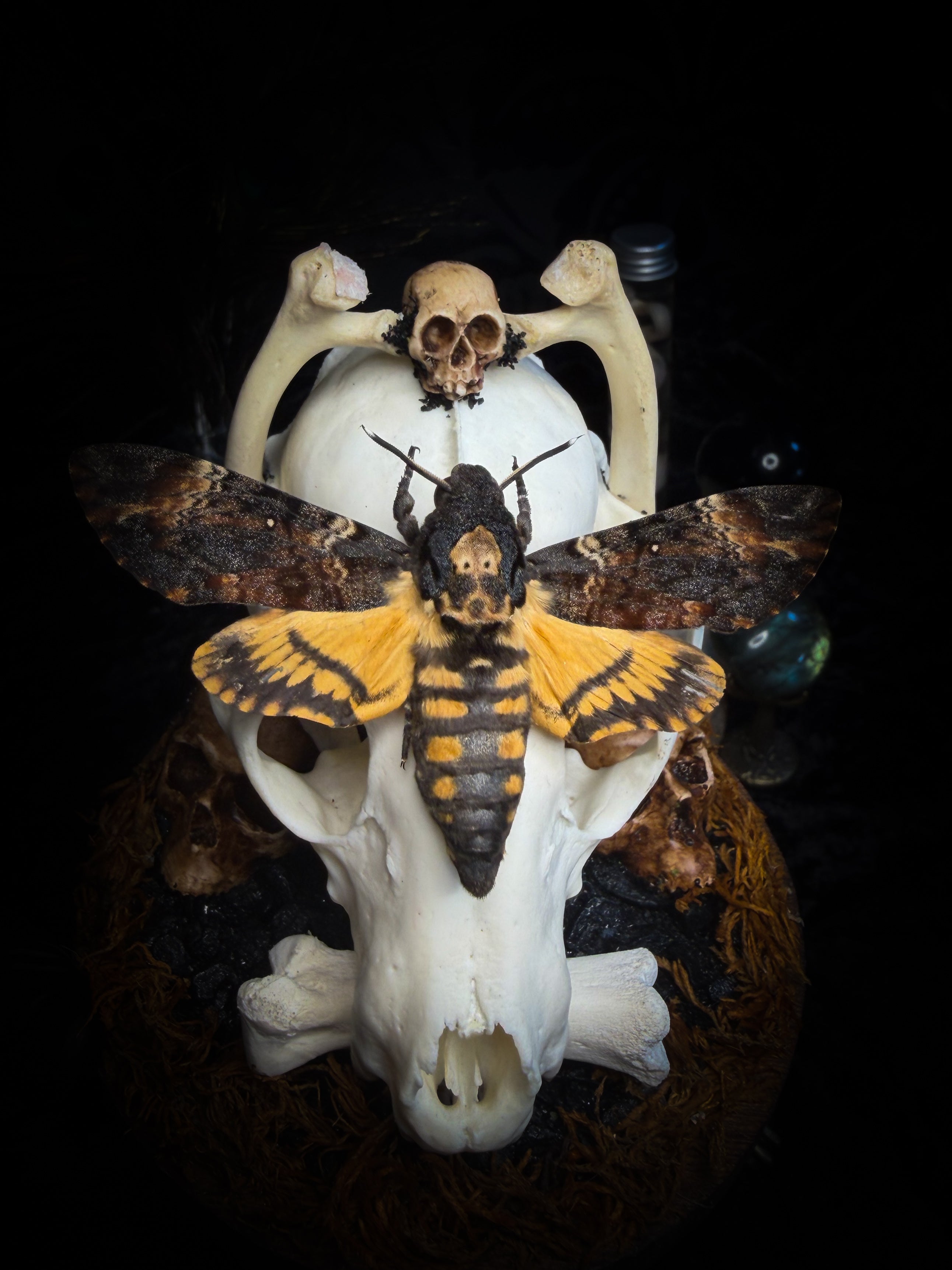 Handmade gothic glass dome with raccoon skull, Acherontia atropos moth, roe deer bones and autumn moss — In Tenebris Noctis by Morbid Oddities