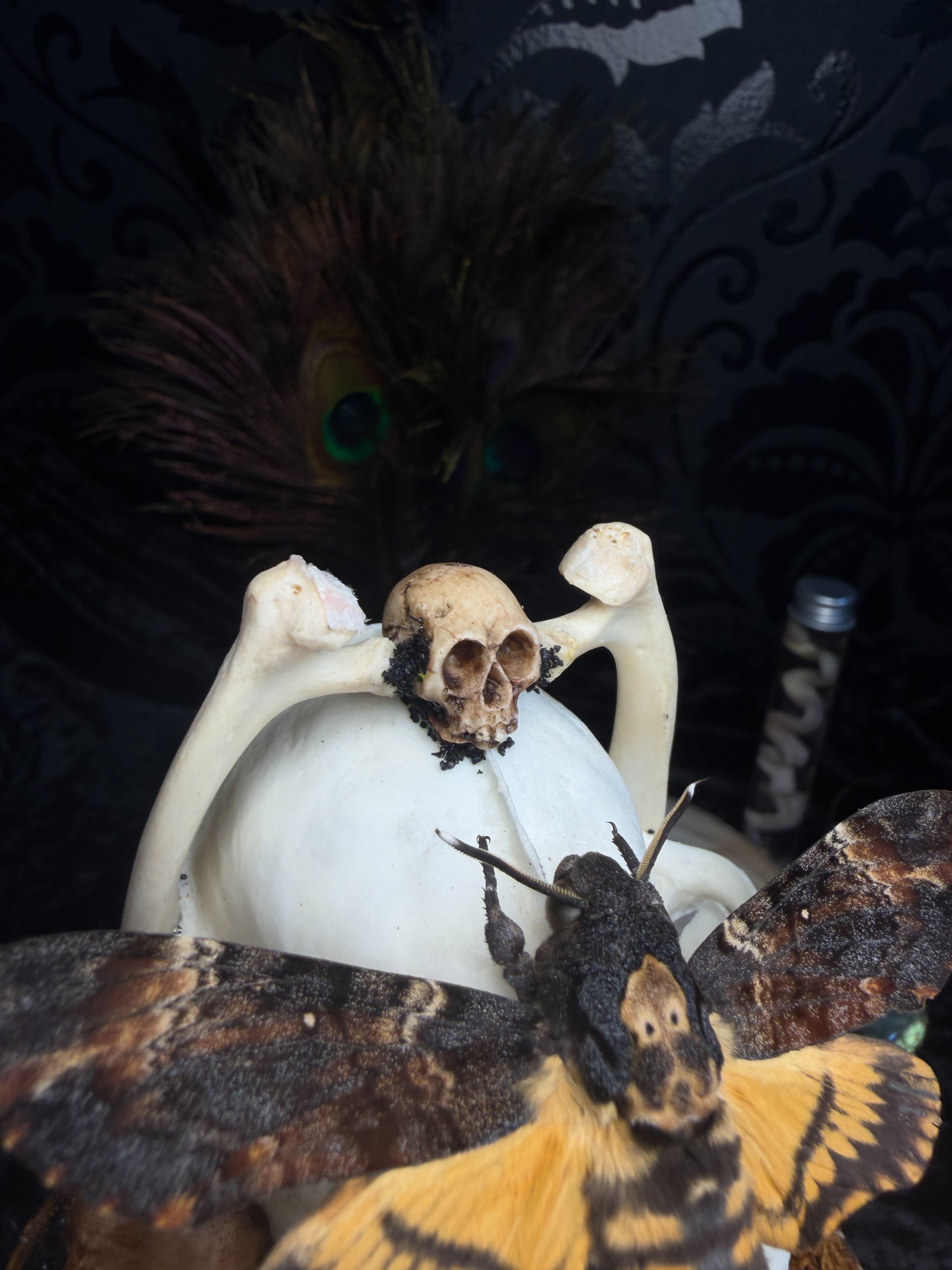 Handmade gothic glass dome with raccoon skull, Acherontia atropos moth, roe deer bones and autumn moss — In Tenebris Noctis by Morbid Oddities