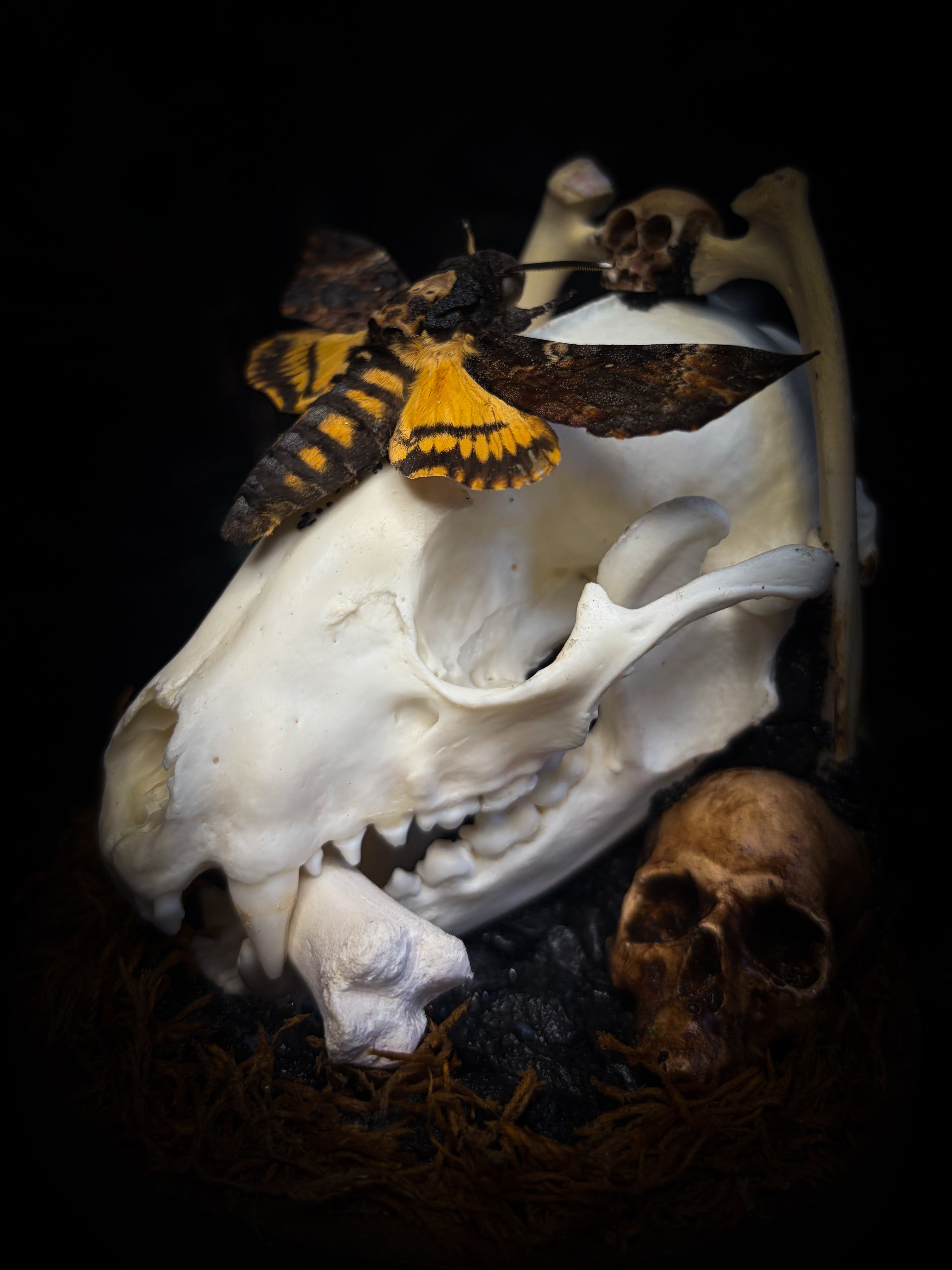 Handmade gothic glass dome with raccoon skull, Acherontia atropos moth, roe deer bones and autumn moss — In Tenebris Noctis by Morbid Oddities
