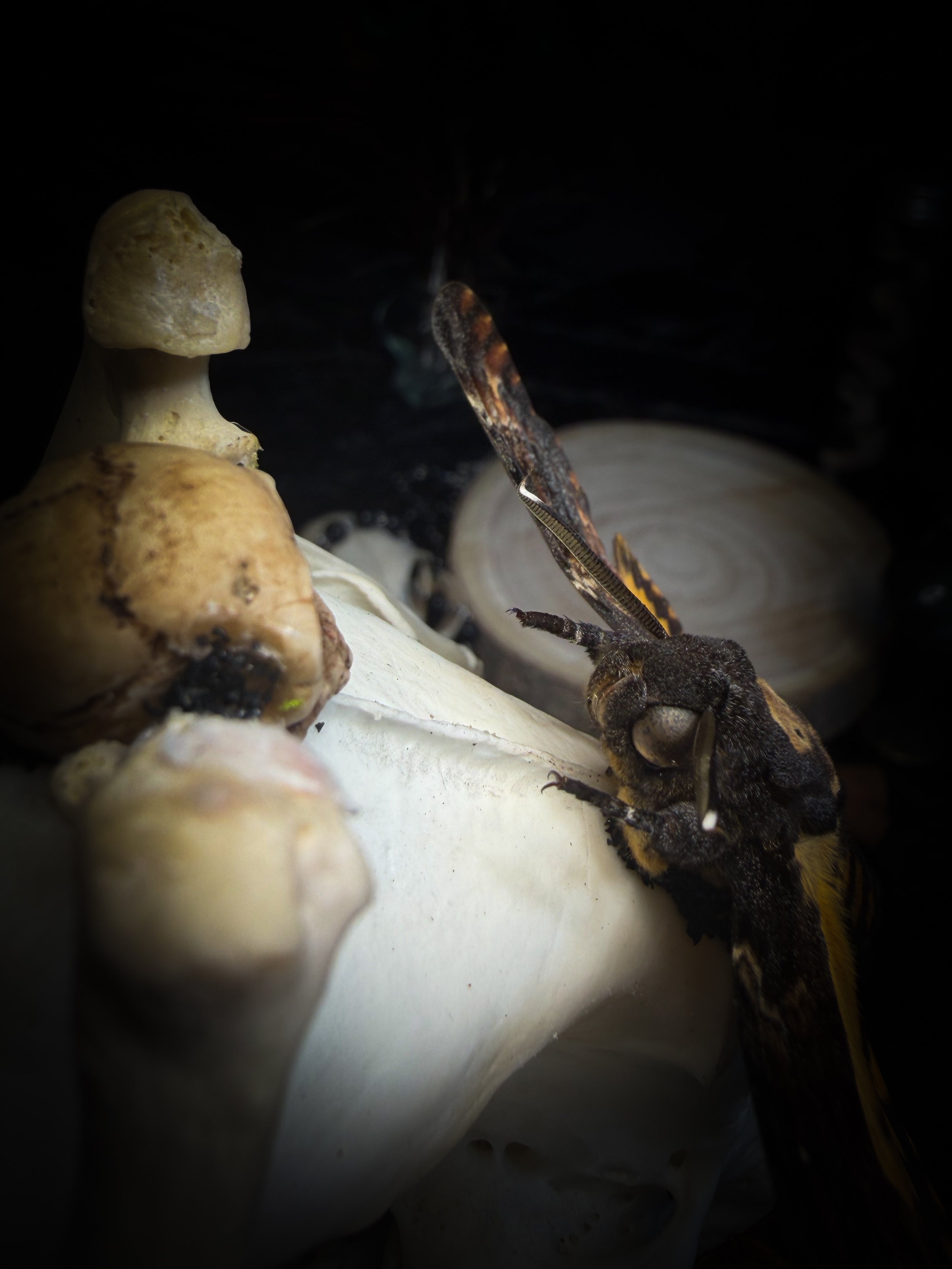 Handmade gothic glass dome with raccoon skull, Acherontia atropos moth, roe deer bones and autumn moss — In Tenebris Noctis by Morbid Oddities