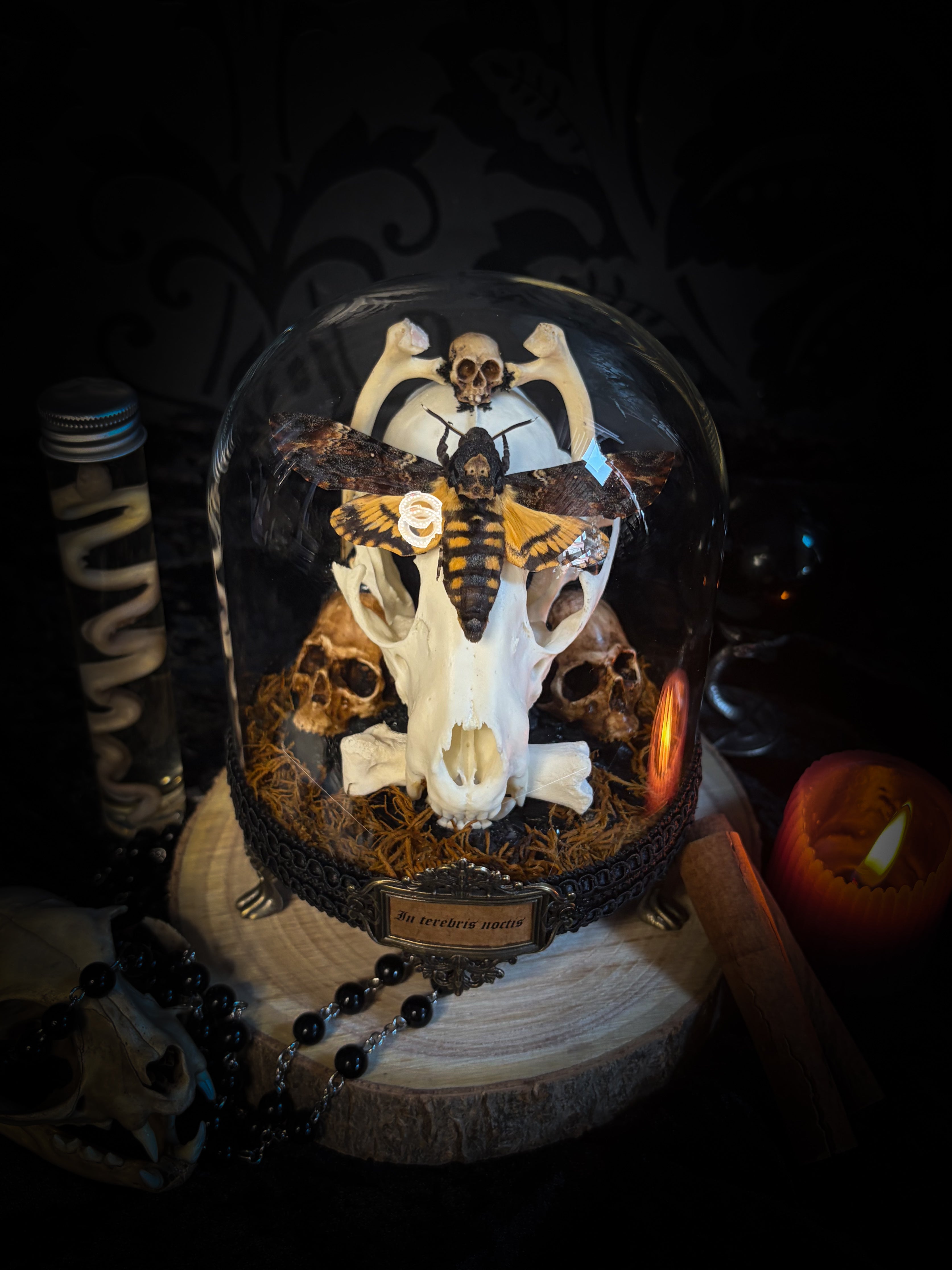 Handmade gothic glass dome with raccoon skull, Acherontia atropos moth, roe deer bones and autumn moss — In Tenebris Noctis by Morbid Oddities