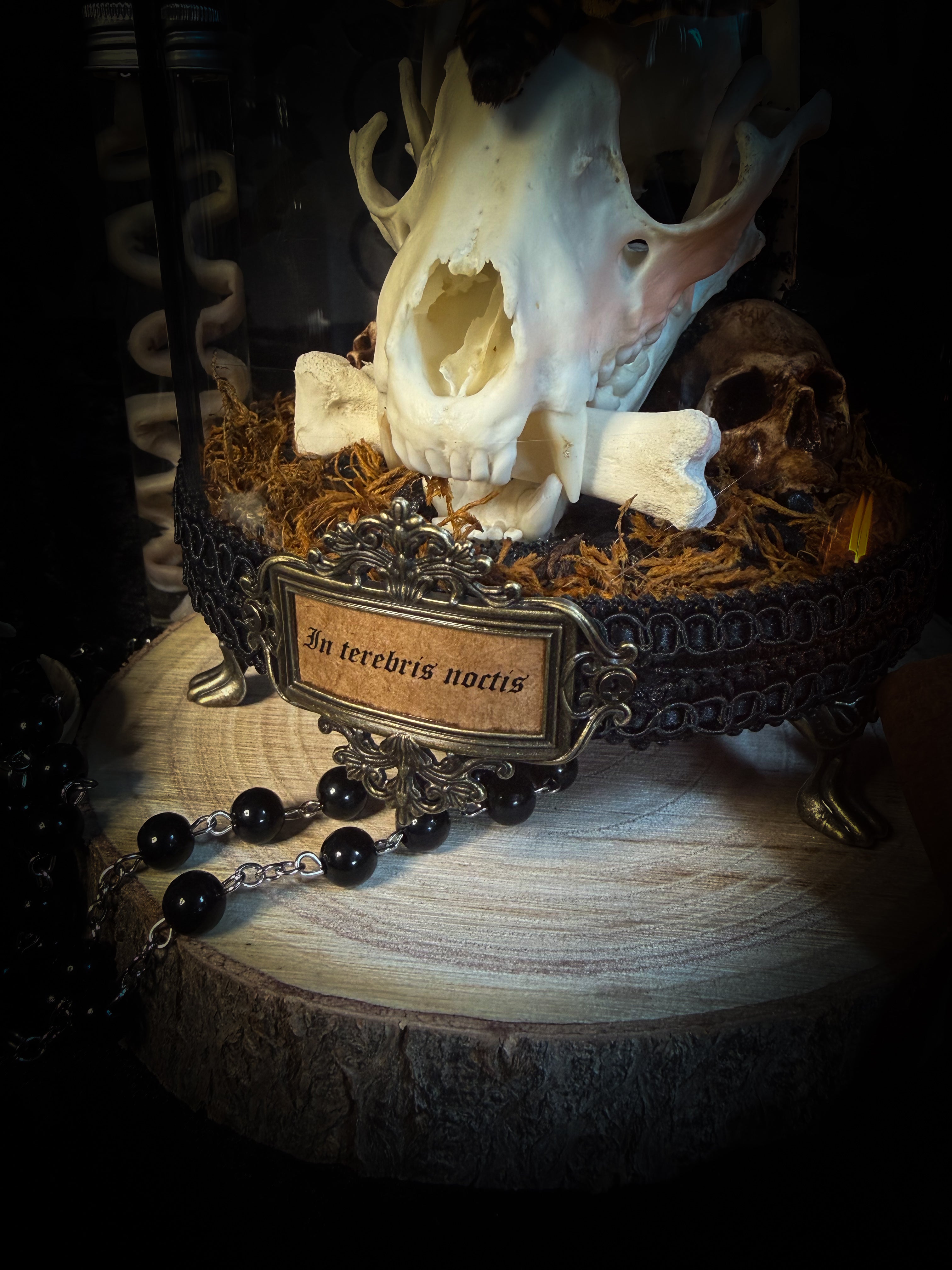 Handmade gothic glass dome with raccoon skull, Acherontia atropos moth, roe deer bones and autumn moss — In Tenebris Noctis by Morbid Oddities