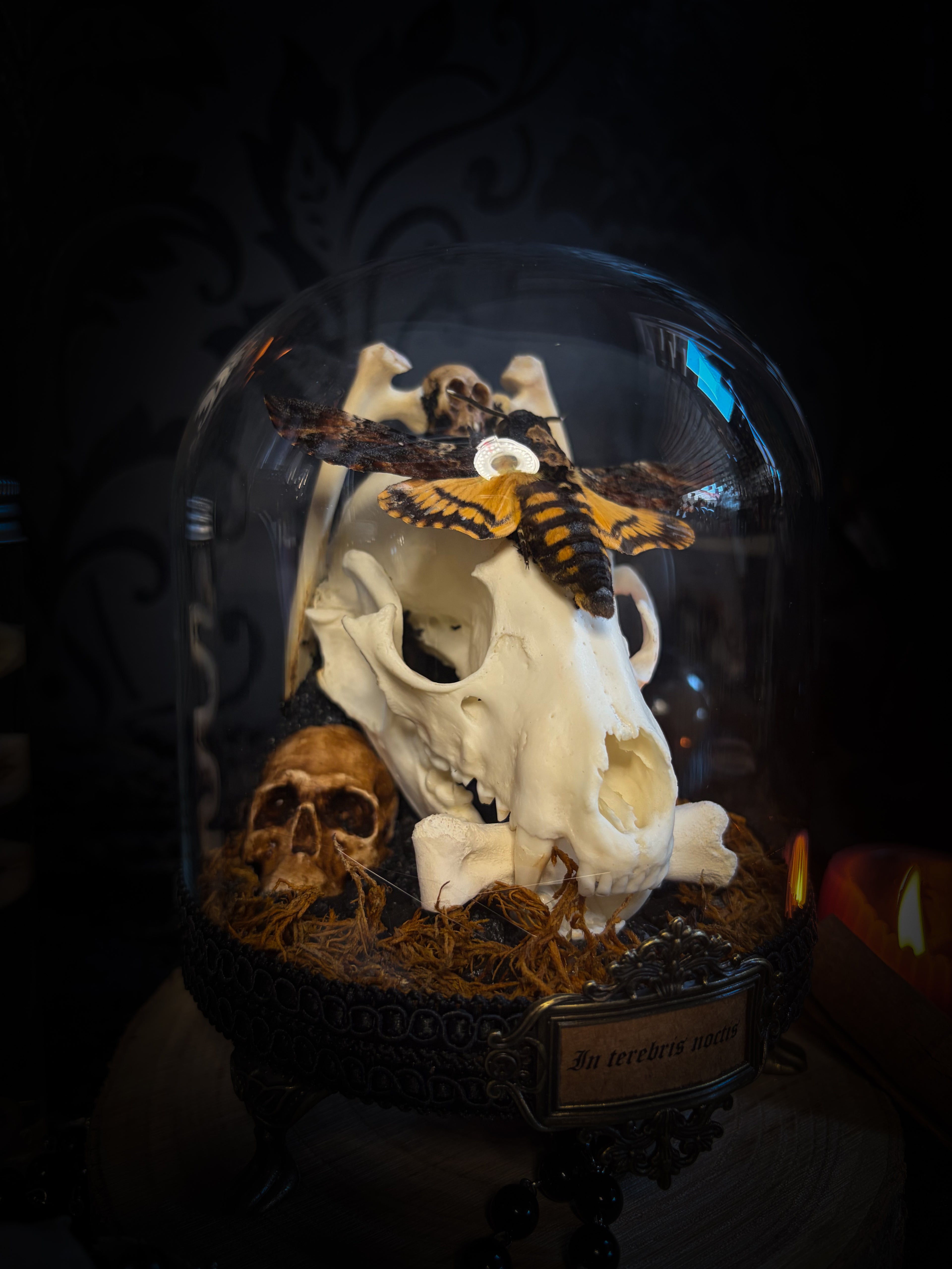 Handmade gothic glass dome with raccoon skull, Acherontia atropos moth, roe deer bones and autumn moss — In Tenebris Noctis by Morbid Oddities