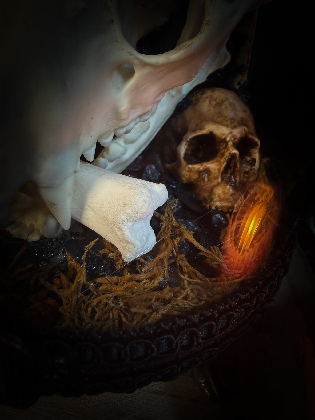 Handmade gothic glass dome with raccoon skull, Acherontia atropos moth, roe deer bones and autumn moss — In Tenebris Noctis by Morbid Oddities