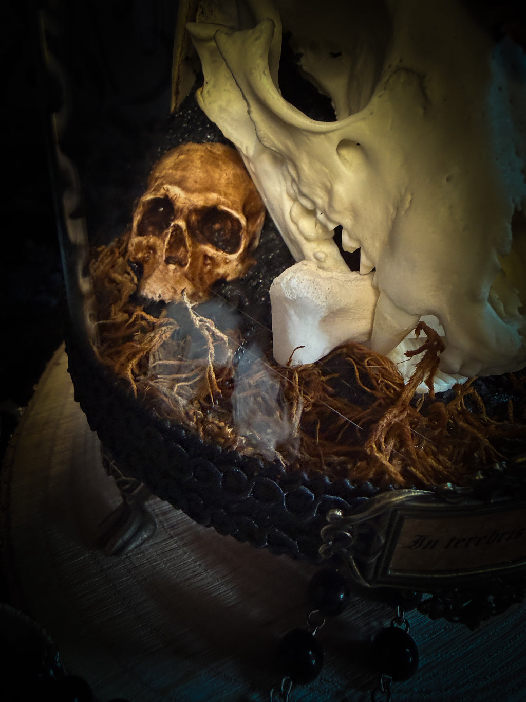 Handmade gothic glass dome with raccoon skull, Acherontia atropos moth, roe deer bones and autumn moss — In Tenebris Noctis by Morbid Oddities