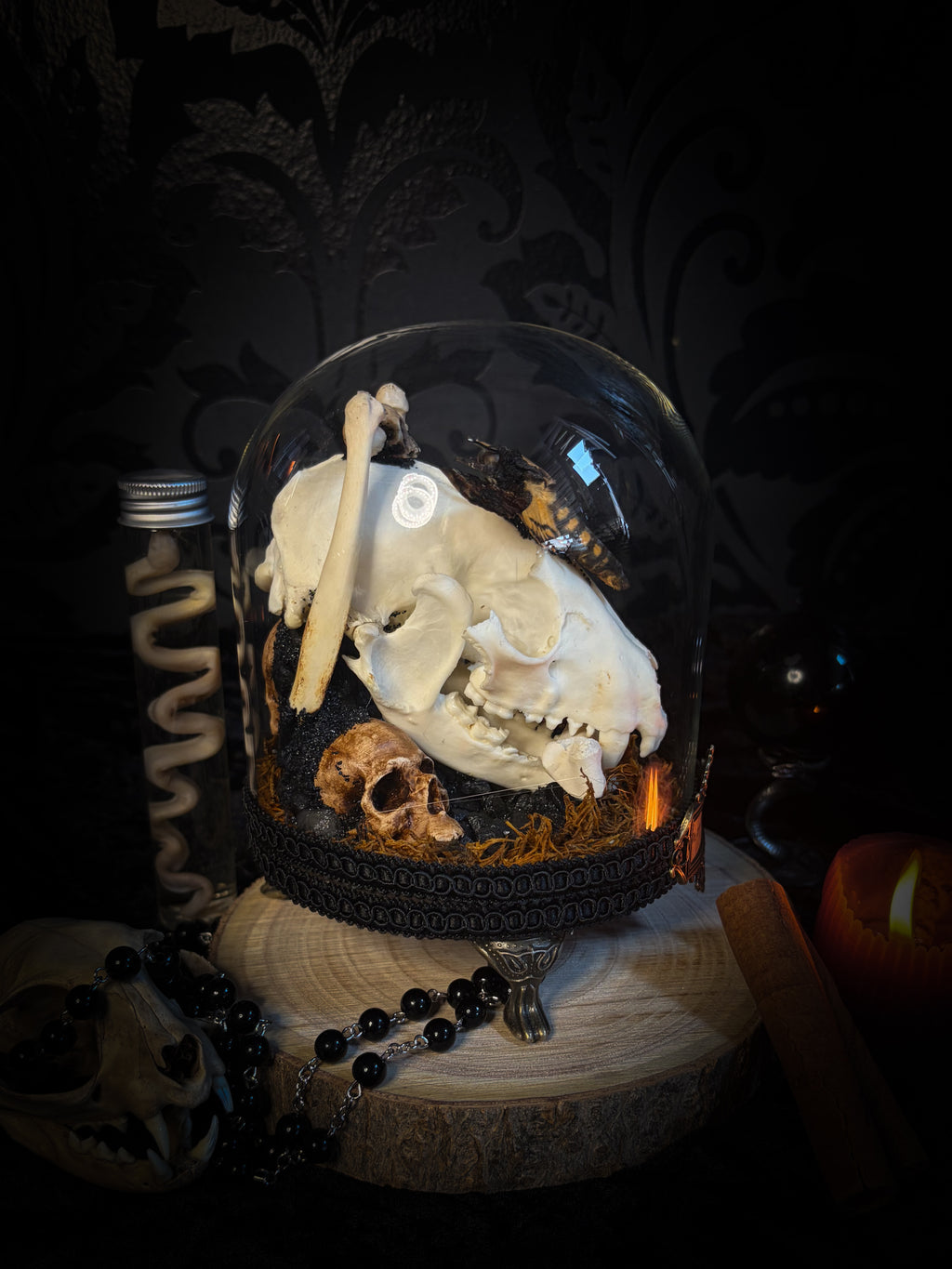 Handmade gothic glass dome with raccoon skull, Acherontia atropos moth, roe deer bones and autumn moss — In Tenebris Noctis by Morbid Oddities