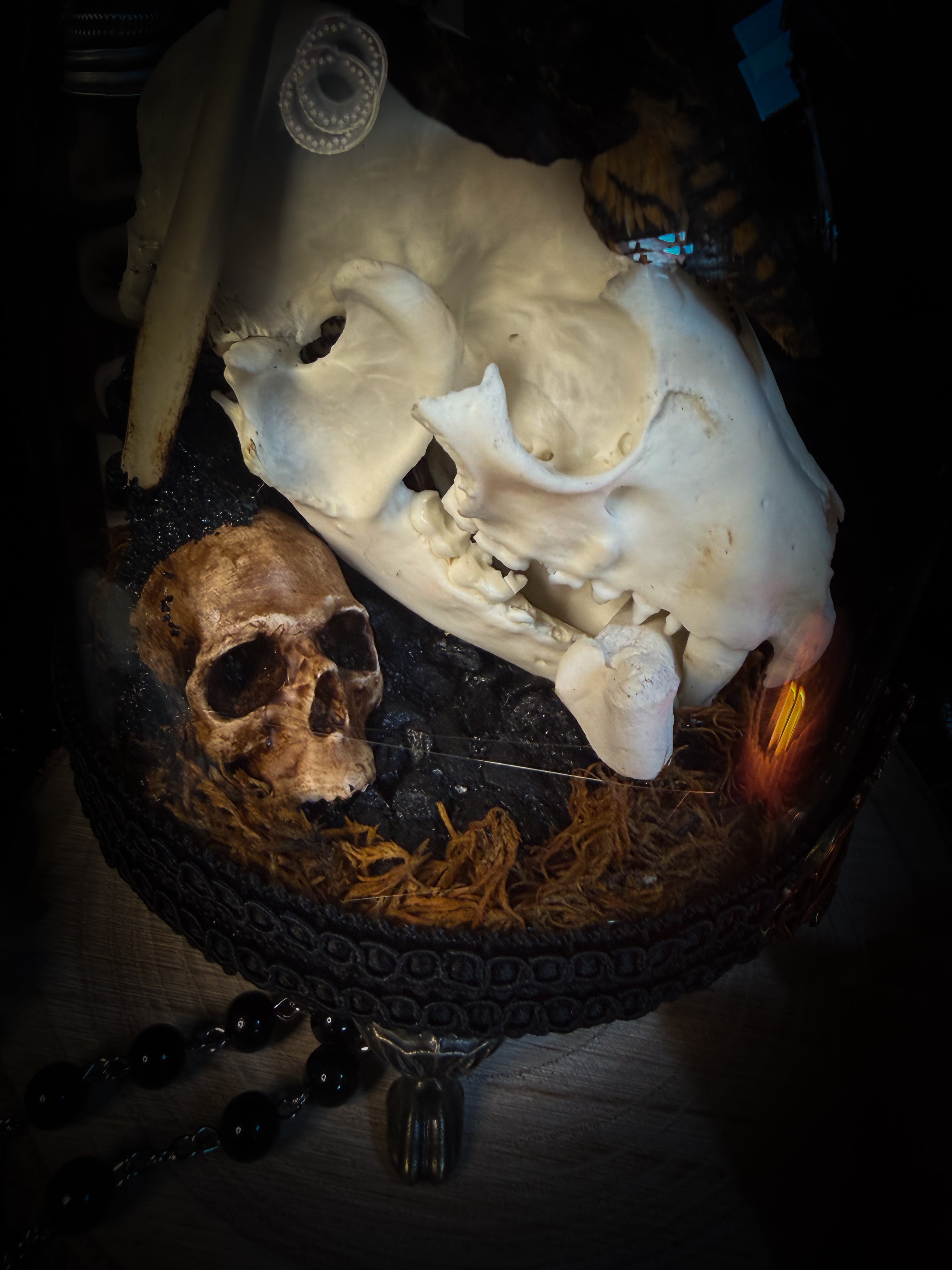 Handmade gothic glass dome with raccoon skull, Acherontia atropos moth, roe deer bones and autumn moss — In Tenebris Noctis by Morbid Oddities