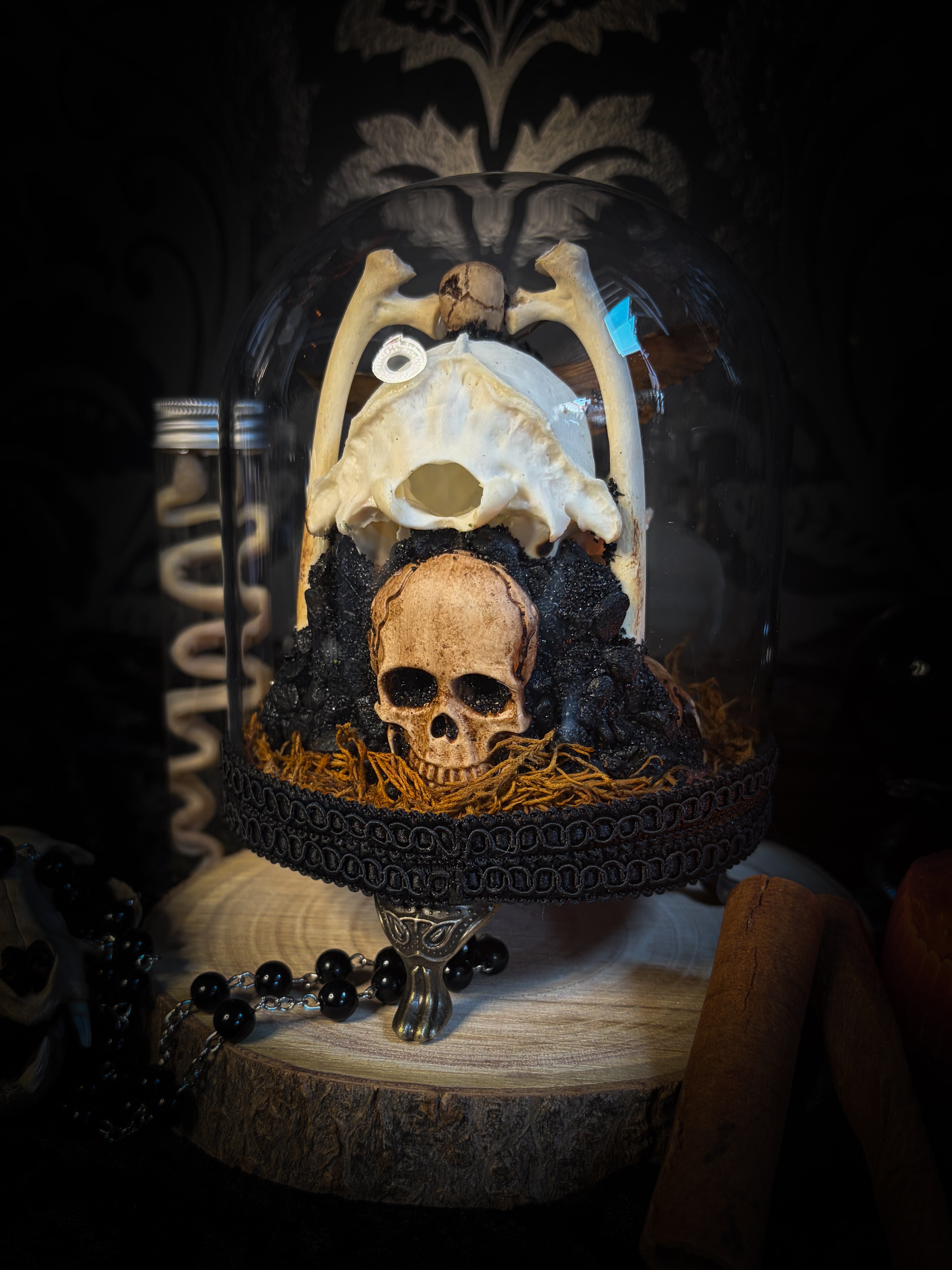 Handmade gothic glass dome with raccoon skull, Acherontia atropos moth, roe deer bones and autumn moss — In Tenebris Noctis by Morbid Oddities