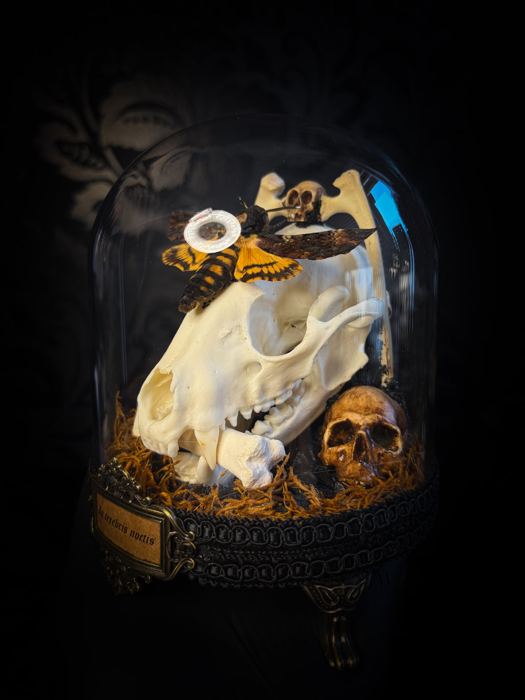 Handmade gothic glass dome with raccoon skull, Acherontia atropos moth, roe deer bones and autumn moss — In Tenebris Noctis by Morbid Oddities