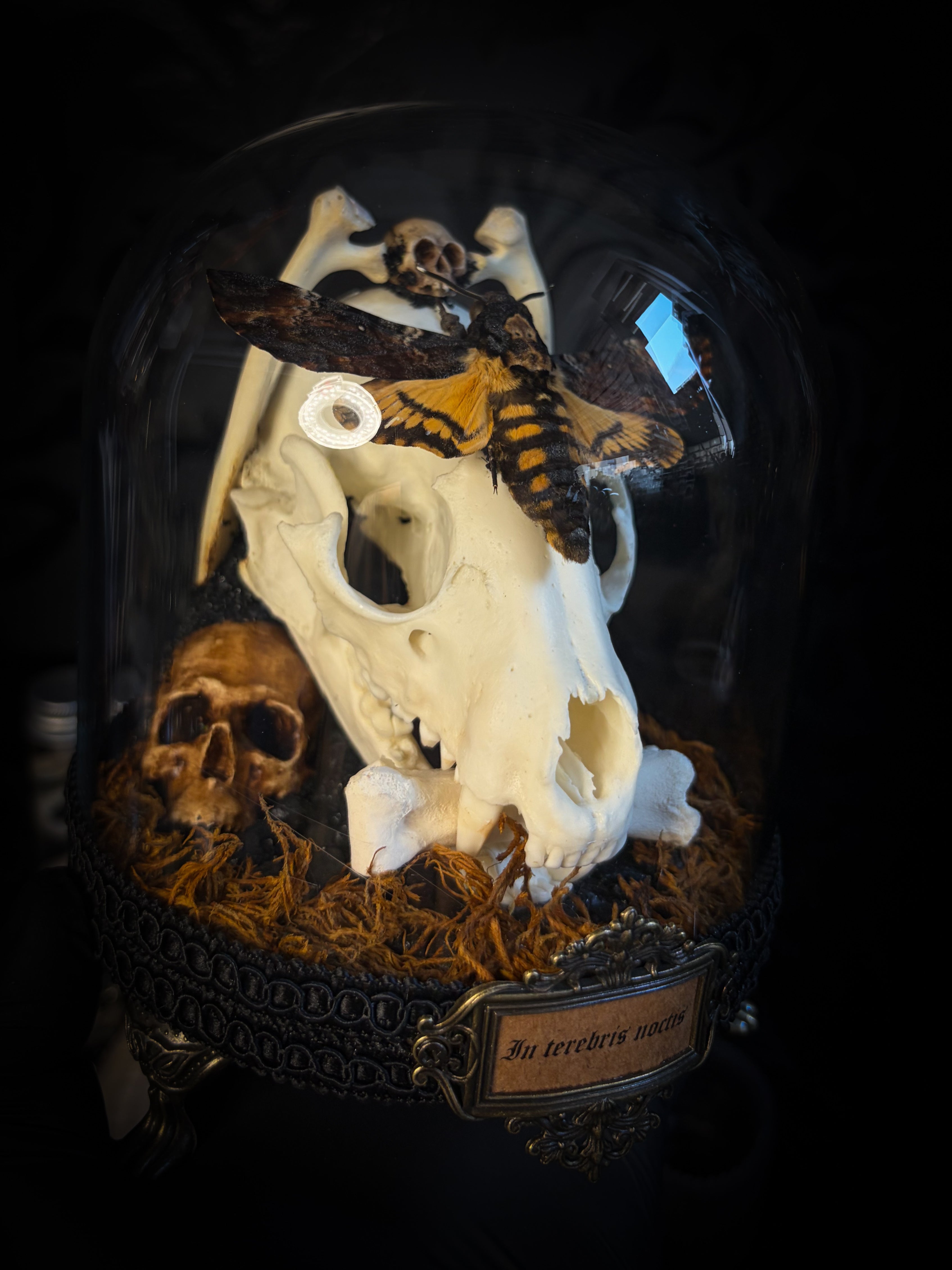 Handmade gothic glass dome with raccoon skull, Acherontia atropos moth, roe deer bones and autumn moss — In Tenebris Noctis by Morbid Oddities