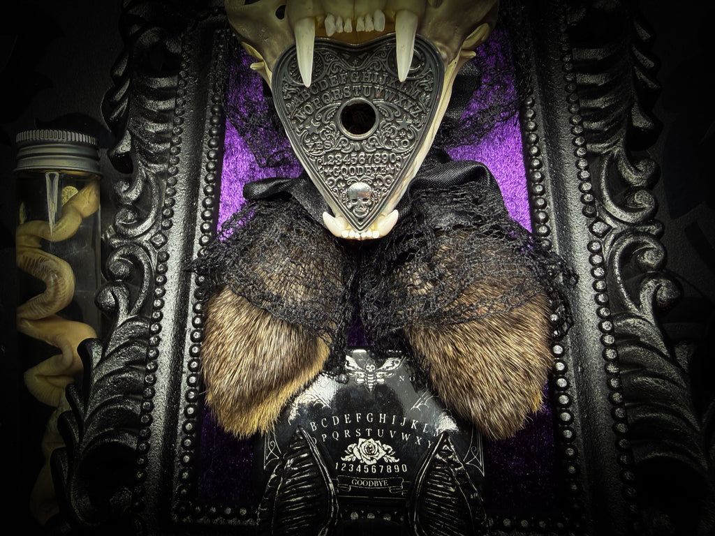 Bunny Kitten — handmade gothic shadowbox, made to order. Real cat skull with preserved bunny ears and paws, set on velvet background in ornate hand-finished frame with lace and decorative details. Dark whimsical collectible decor.