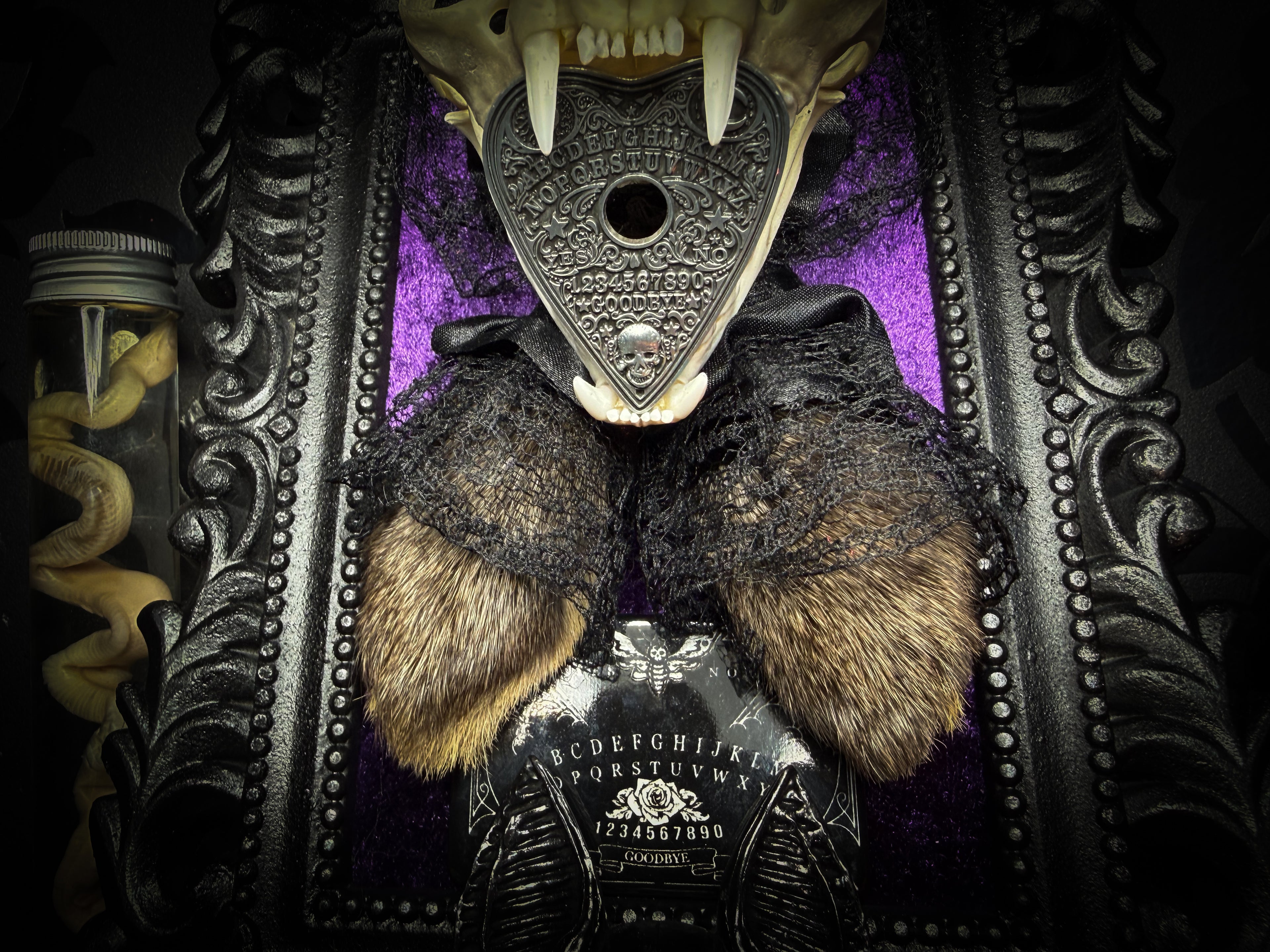 Bunny Kitten — handmade gothic shadowbox, made to order. Real cat skull with preserved bunny ears and paws, set on velvet background in ornate hand-finished frame with lace and decorative details. Dark whimsical collectible decor.