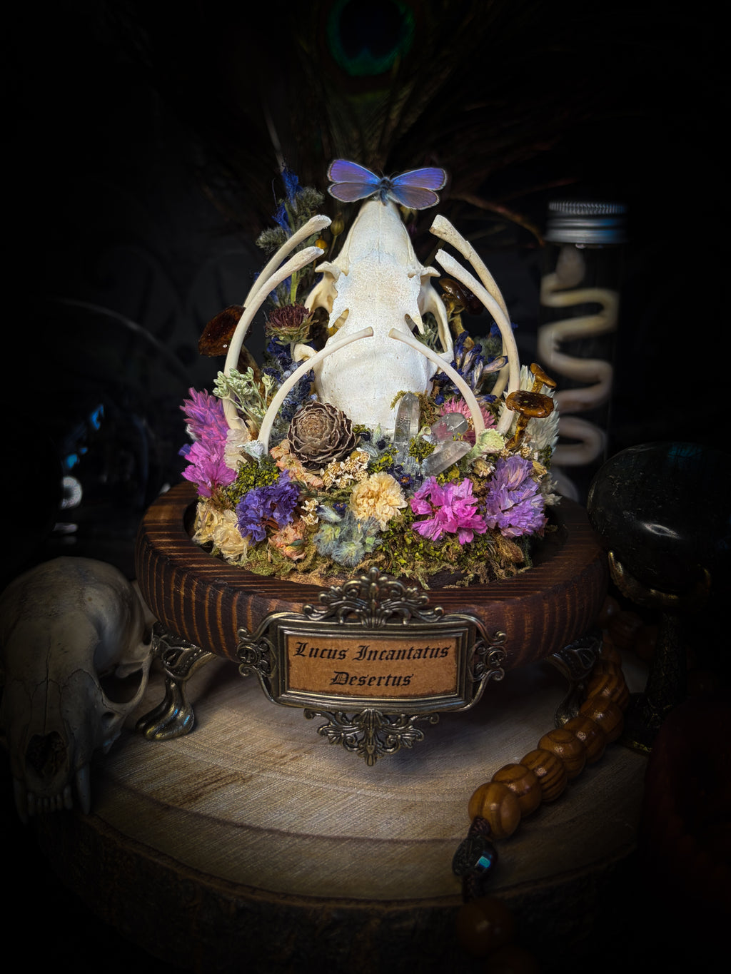 Lucus Incantatus Desertus — handmade glass dome with young rabbit skull holding a spell jar, Common Blue butterfly resting on the skull's nose, surrounded by dried carnations, cornflowers, artichoke, moss and miniature mushrooms. Whimsical witchy decor by Morbid Oddities.