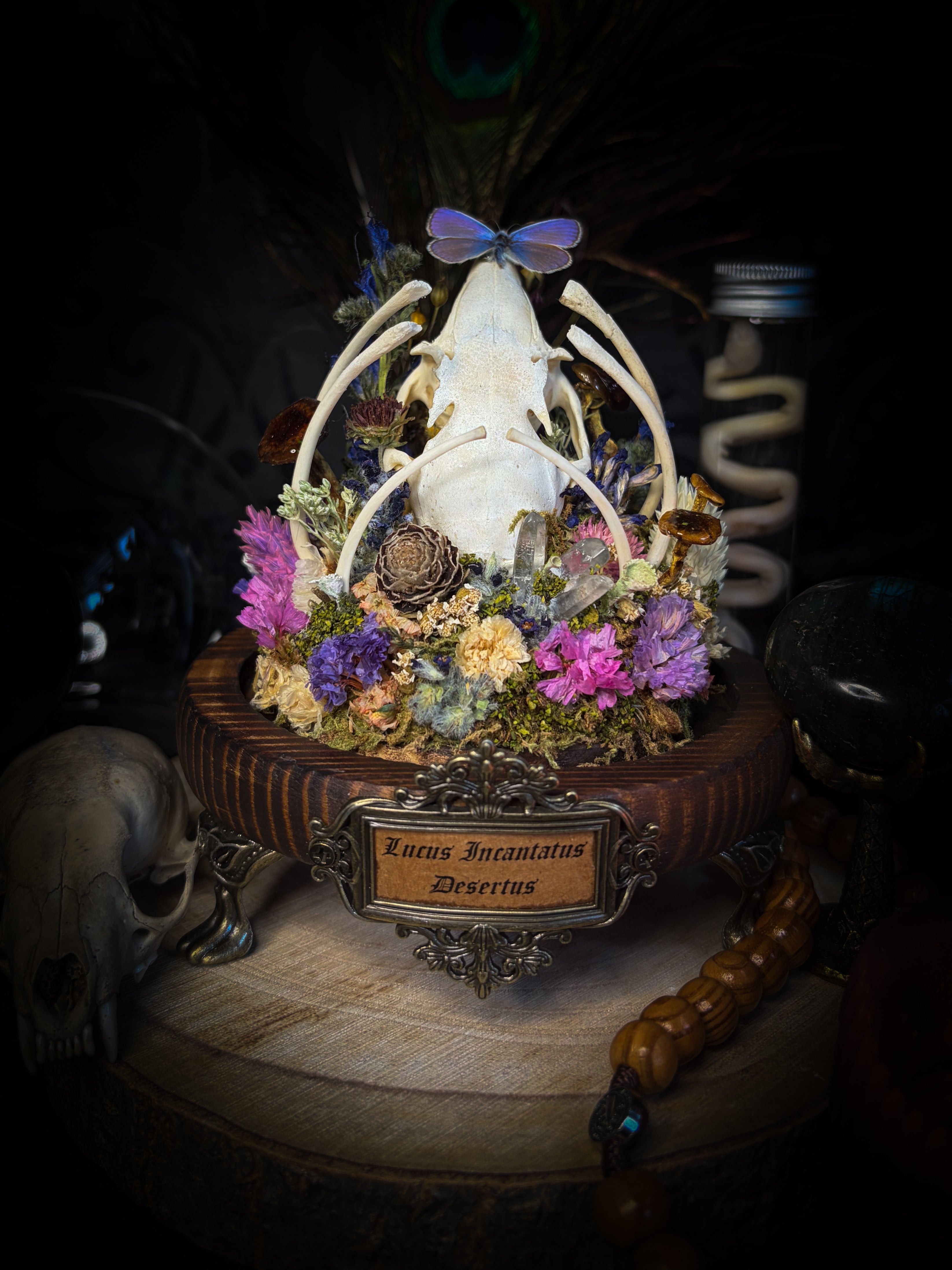 Lucus Incantatus Desertus — handmade glass dome with young rabbit skull holding a spell jar, Common Blue butterfly resting on the skull's nose, surrounded by dried carnations, cornflowers, artichoke, moss and miniature mushrooms. Whimsical witchy decor by Morbid Oddities.