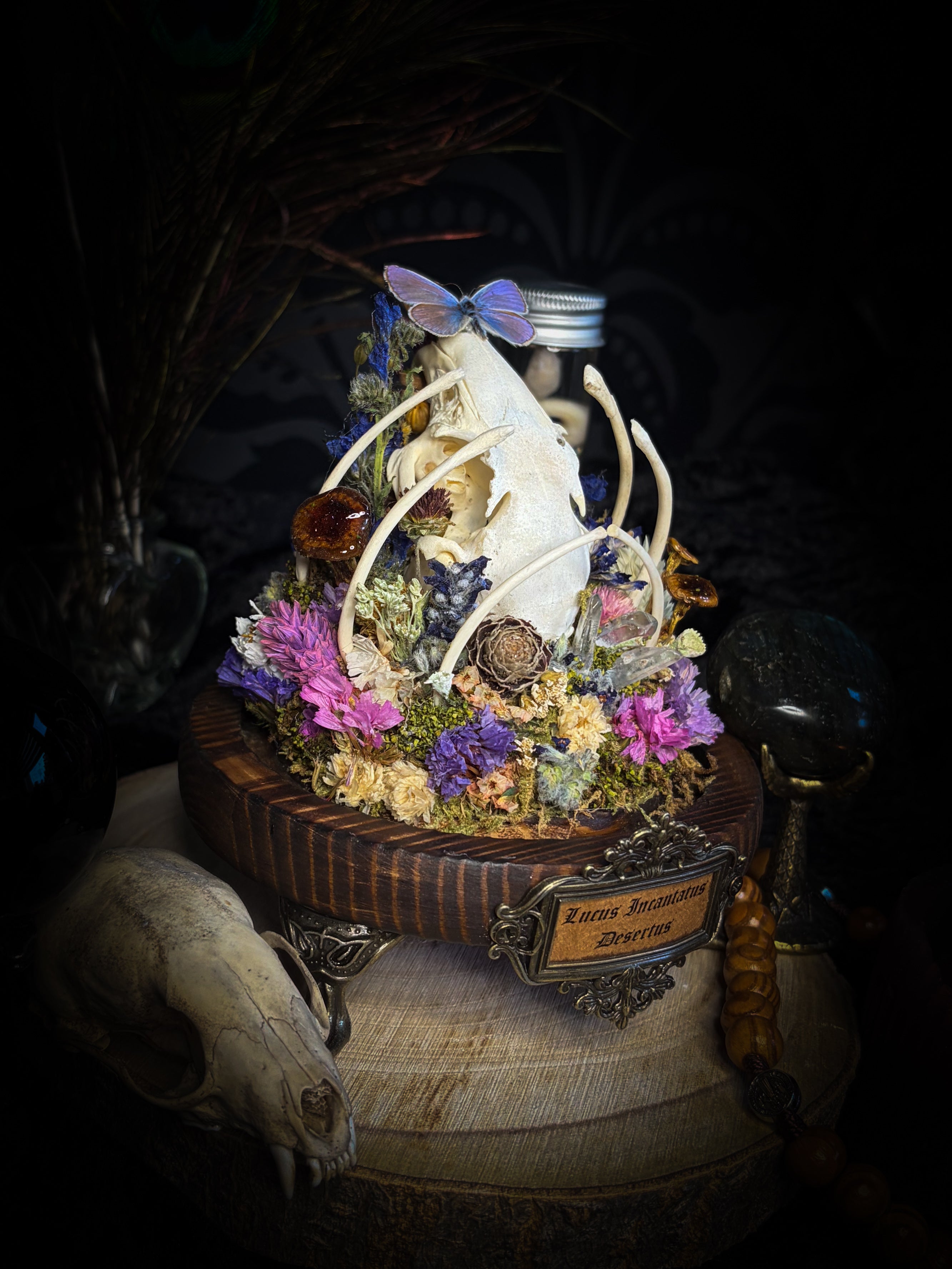 Lucus Incantatus Desertus — handmade glass dome with young rabbit skull holding a spell jar, Common Blue butterfly resting on the skull's nose, surrounded by dried carnations, cornflowers, artichoke, moss and miniature mushrooms. Whimsical witchy decor by Morbid Oddities.