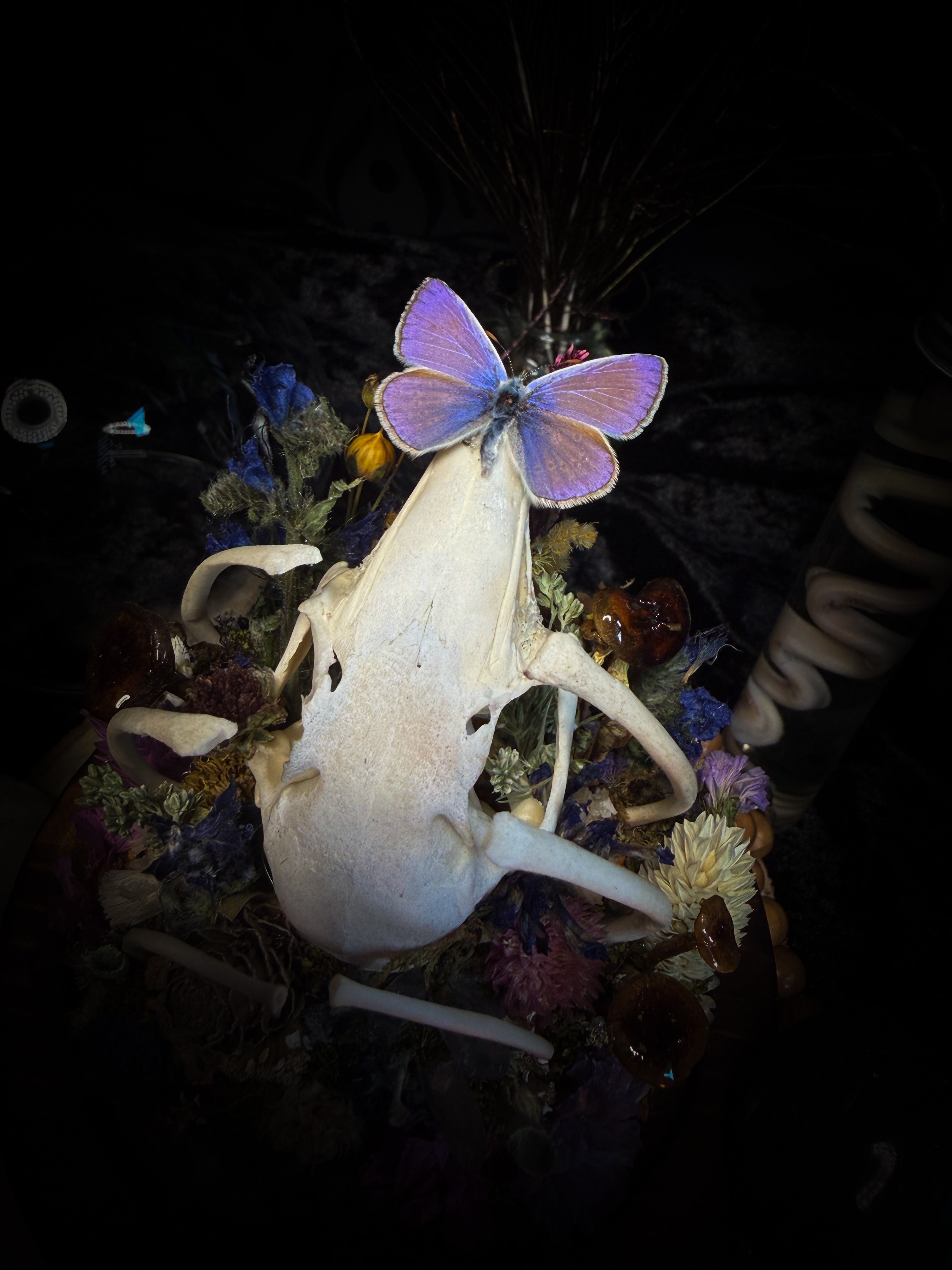 Lucus Incantatus Desertus — handmade glass dome with young rabbit skull holding a spell jar, Common Blue butterfly resting on the skull's nose, surrounded by dried carnations, cornflowers, artichoke, moss and miniature mushrooms. Whimsical witchy decor by Morbid Oddities.