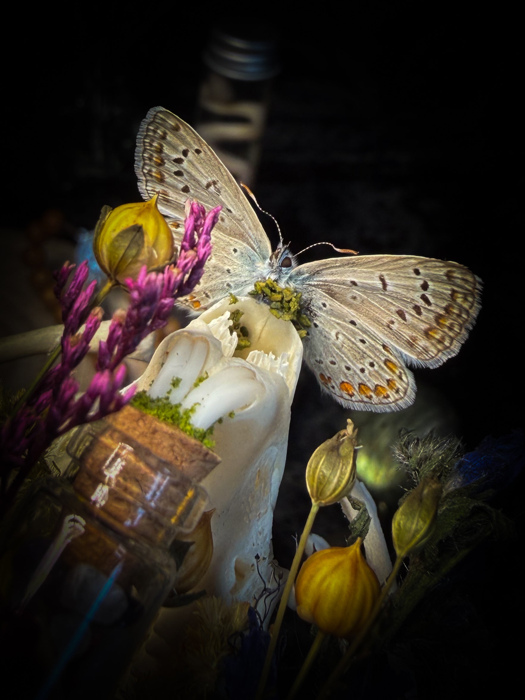 Lucus Incantatus Desertus — handmade glass dome with young rabbit skull holding a spell jar, Common Blue butterfly resting on the skull's nose, surrounded by dried carnations, cornflowers, artichoke, moss and miniature mushrooms. Whimsical witchy decor by Morbid Oddities.