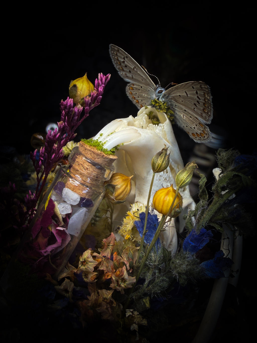 Lucus Incantatus Desertus — handmade glass dome with young rabbit skull holding a spell jar, Common Blue butterfly resting on the skull's nose, surrounded by dried carnations, cornflowers, artichoke, moss and miniature mushrooms. Whimsical witchy decor by Morbid Oddities.