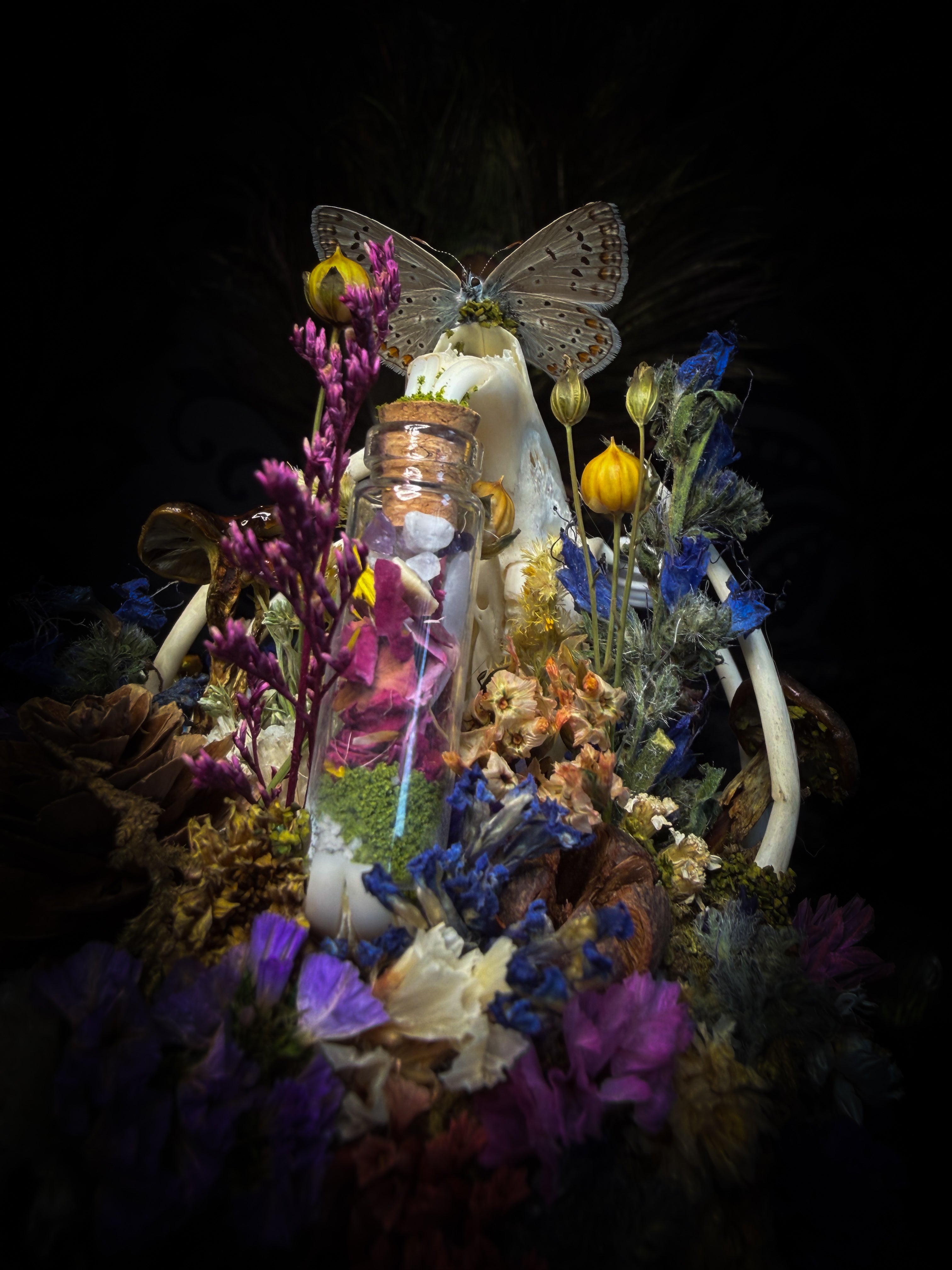 Lucus Incantatus Desertus — handmade glass dome with young rabbit skull holding a spell jar, Common Blue butterfly resting on the skull's nose, surrounded by dried carnations, cornflowers, artichoke, moss and miniature mushrooms. Whimsical witchy decor by Morbid Oddities.