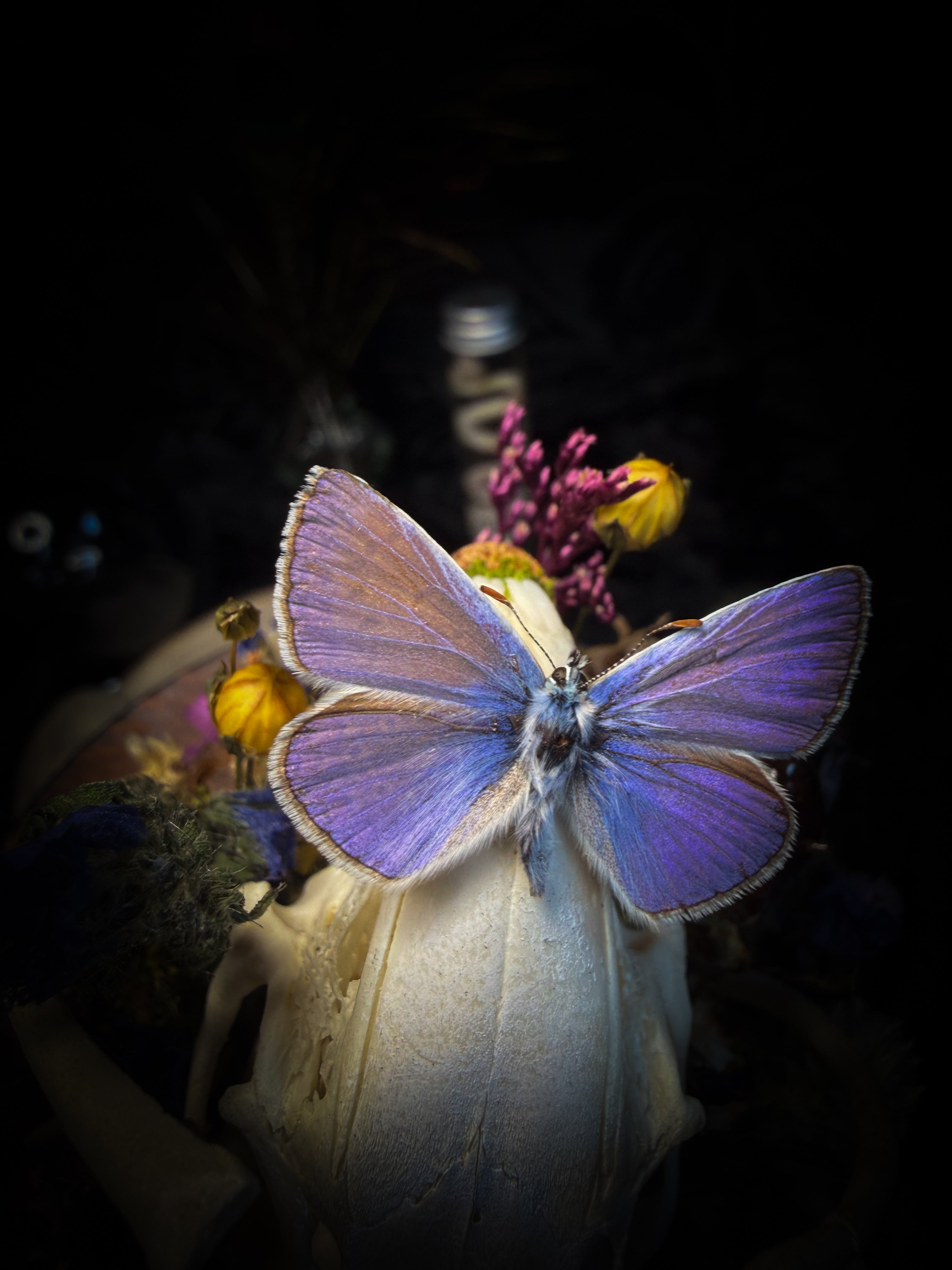 Lucus Incantatus Desertus — handmade glass dome with young rabbit skull holding a spell jar, Common Blue butterfly resting on the skull's nose, surrounded by dried carnations, cornflowers, artichoke, moss and miniature mushrooms. Whimsical witchy decor by Morbid Oddities.