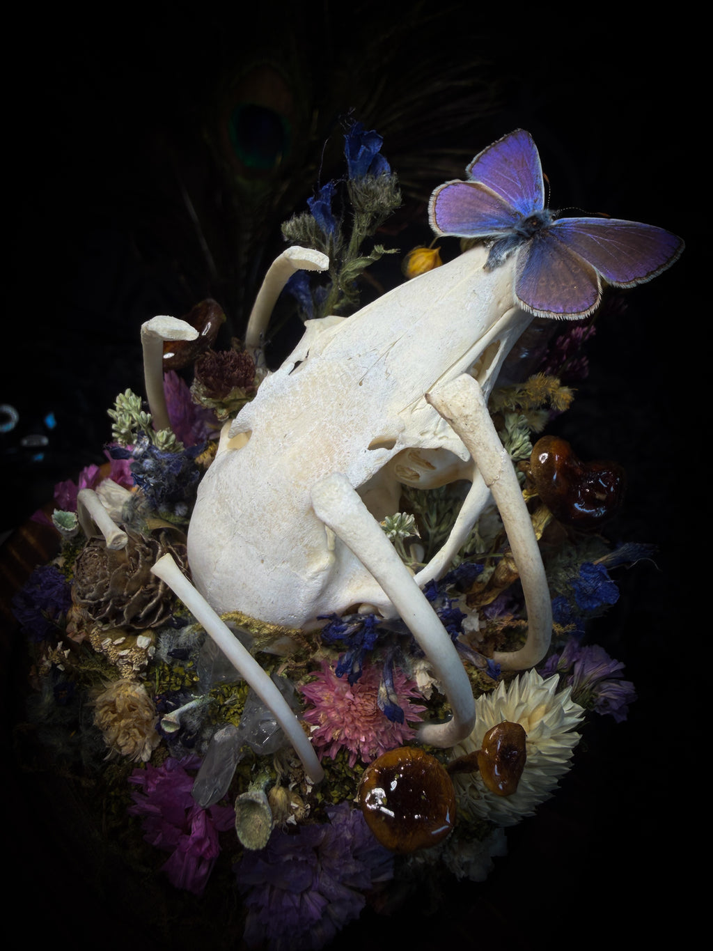Lucus Incantatus Desertus — handmade glass dome with young rabbit skull holding a spell jar, Common Blue butterfly resting on the skull's nose, surrounded by dried carnations, cornflowers, artichoke, moss and miniature mushrooms. Whimsical witchy decor by Morbid Oddities.