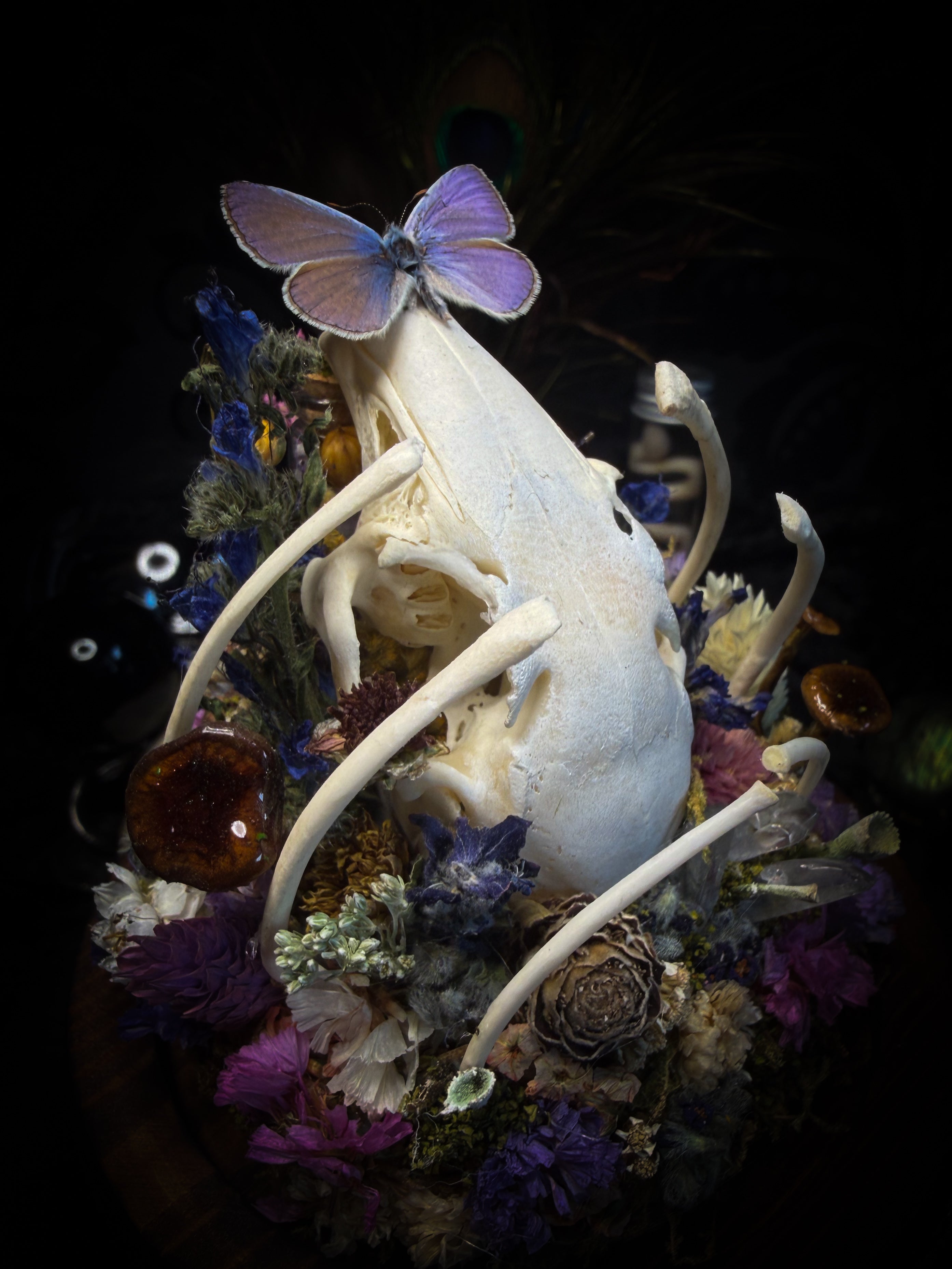 Lucus Incantatus Desertus — handmade glass dome with young rabbit skull holding a spell jar, Common Blue butterfly resting on the skull's nose, surrounded by dried carnations, cornflowers, artichoke, moss and miniature mushrooms. Whimsical witchy decor by Morbid Oddities.