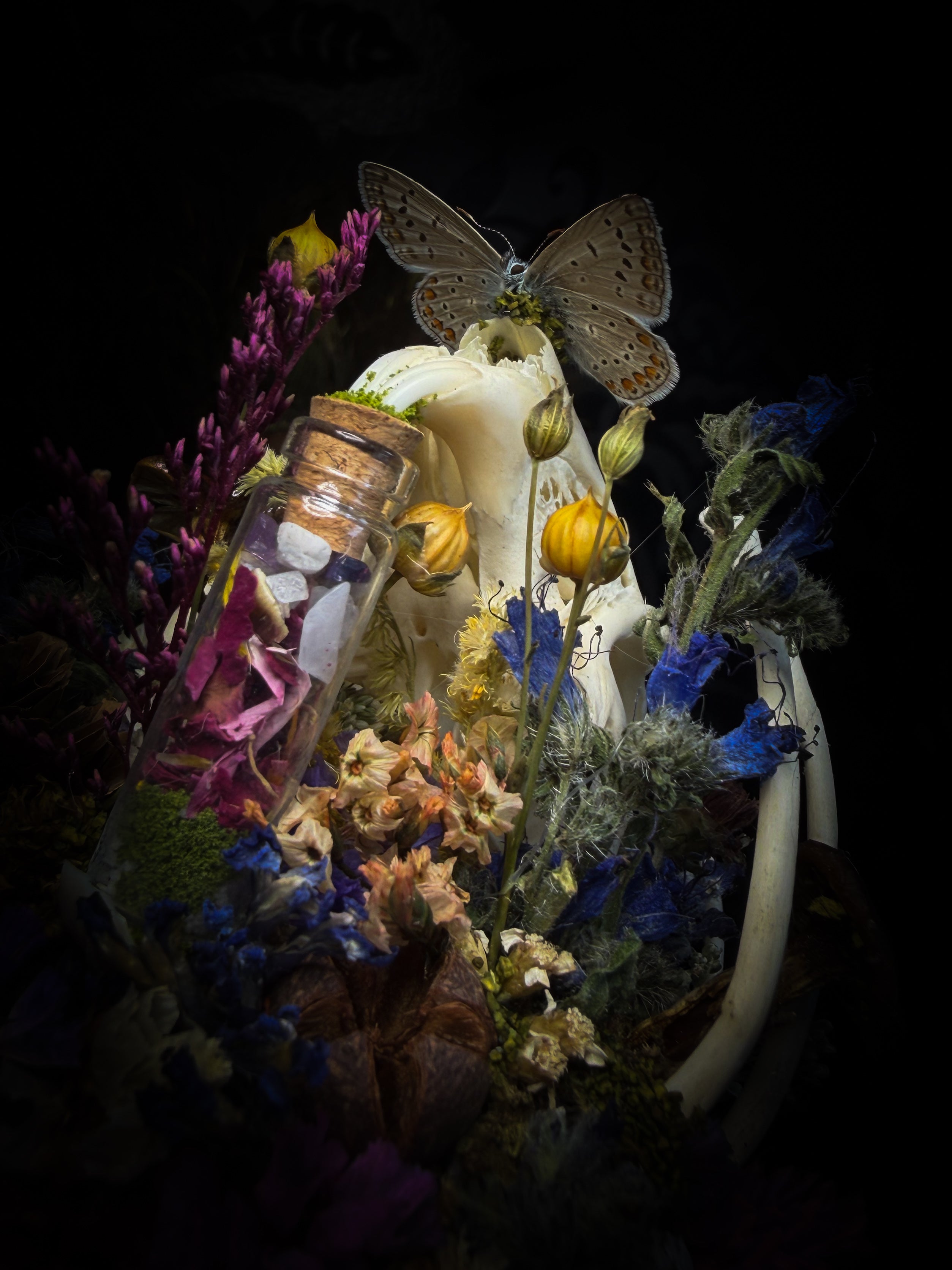 Lucus Incantatus Desertus — handmade glass dome with young rabbit skull holding a spell jar, Common Blue butterfly resting on the skull's nose, surrounded by dried carnations, cornflowers, artichoke, moss and miniature mushrooms. Whimsical witchy decor by Morbid Oddities.