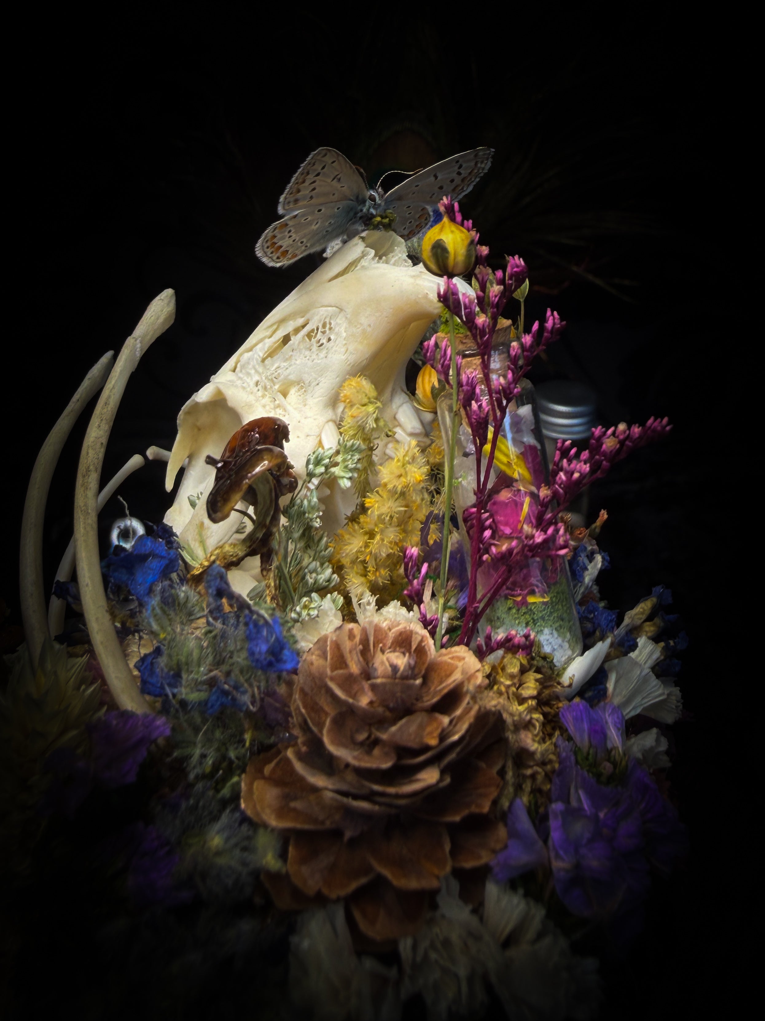 Lucus Incantatus Desertus — handmade glass dome with young rabbit skull holding a spell jar, Common Blue butterfly resting on the skull's nose, surrounded by dried carnations, cornflowers, artichoke, moss and miniature mushrooms. Whimsical witchy decor by Morbid Oddities.