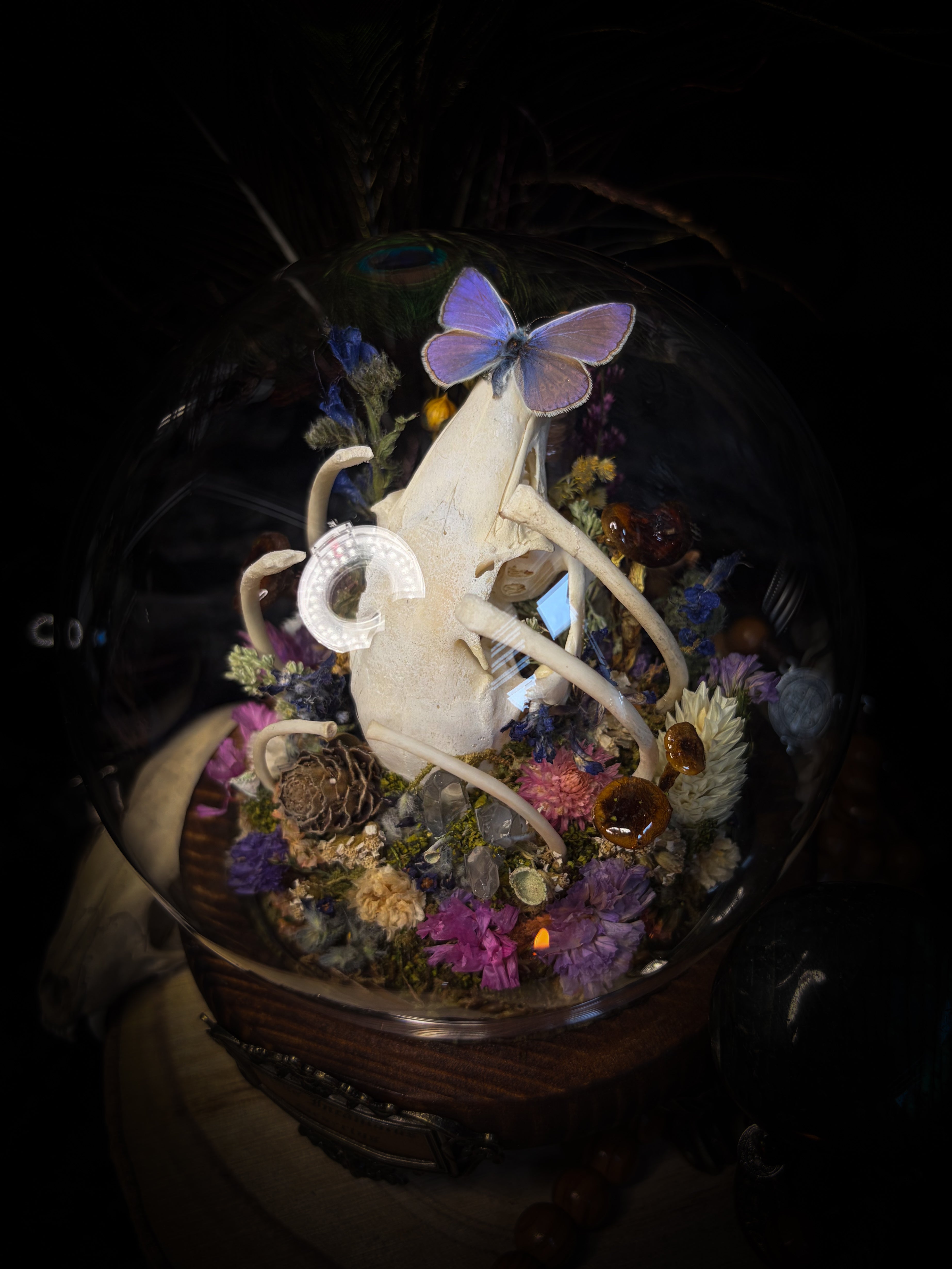 Lucus Incantatus Desertus — handmade glass dome with young rabbit skull holding a spell jar, Common Blue butterfly resting on the skull's nose, surrounded by dried carnations, cornflowers, artichoke, moss and miniature mushrooms. Whimsical witchy decor by Morbid Oddities.