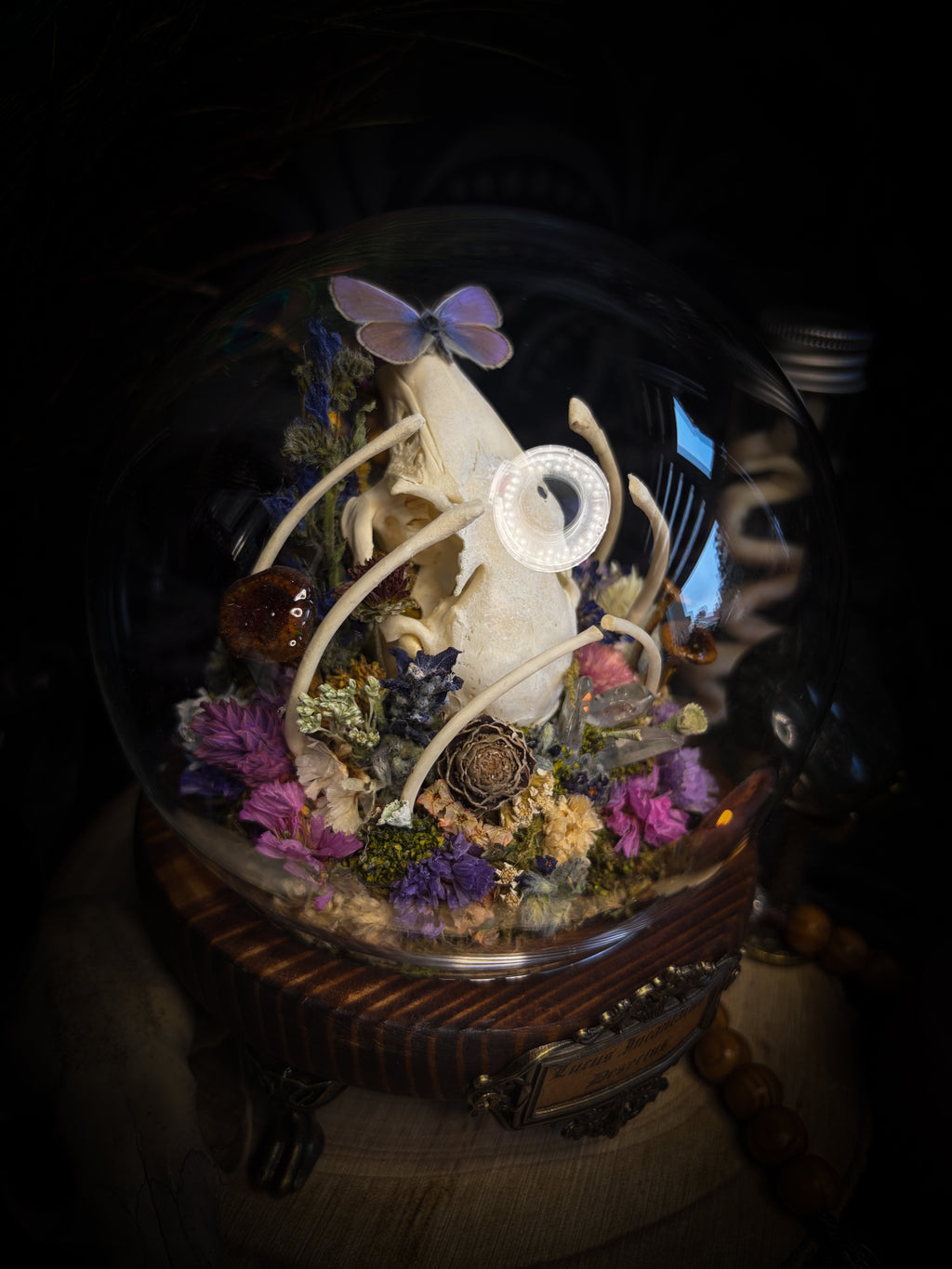 Lucus Incantatus Desertus — handmade glass dome with young rabbit skull holding a spell jar, Common Blue butterfly resting on the skull's nose, surrounded by dried carnations, cornflowers, artichoke, moss and miniature mushrooms. Whimsical witchy decor by Morbid Oddities.