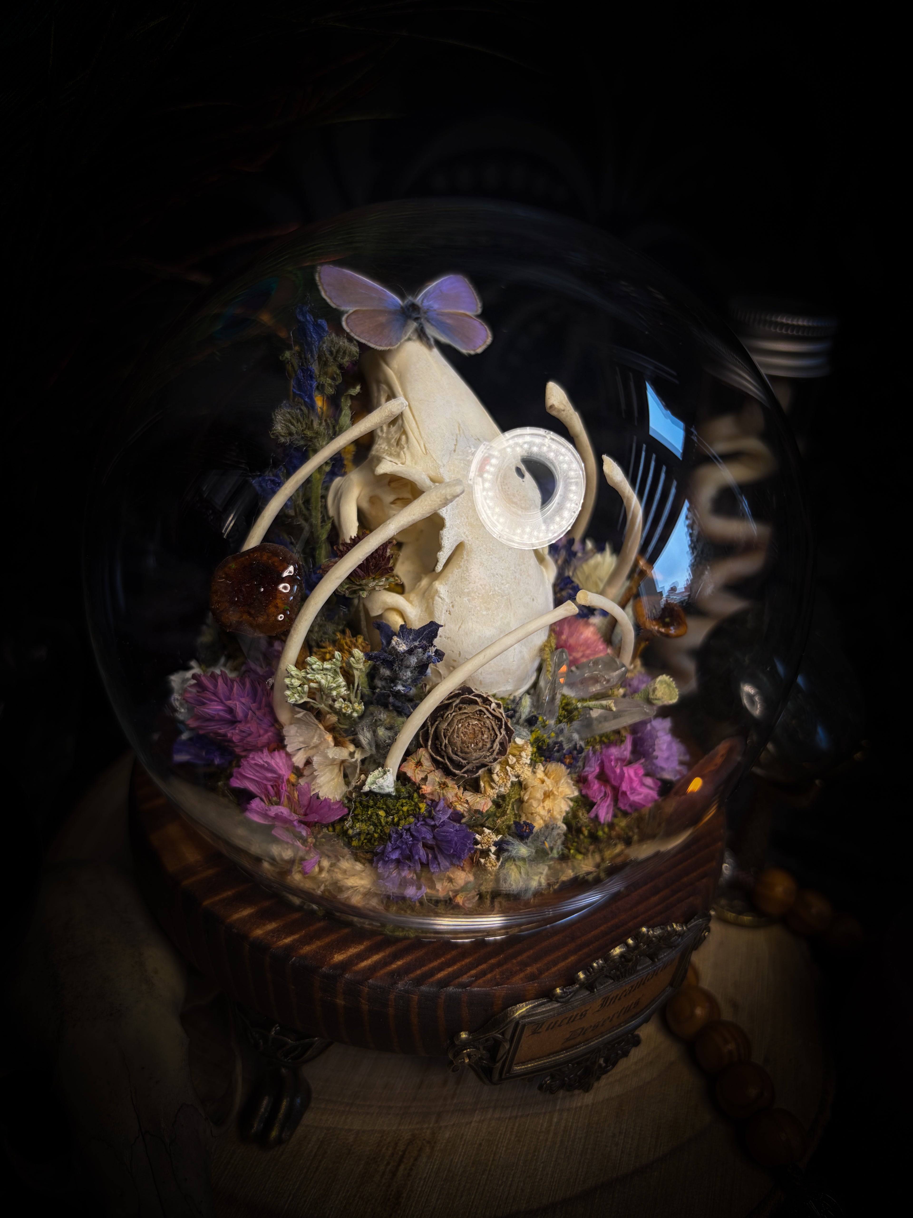 Lucus Incantatus Desertus — handmade glass dome with young rabbit skull holding a spell jar, Common Blue butterfly resting on the skull's nose, surrounded by dried carnations, cornflowers, artichoke, moss and miniature mushrooms. Whimsical witchy decor by Morbid Oddities.