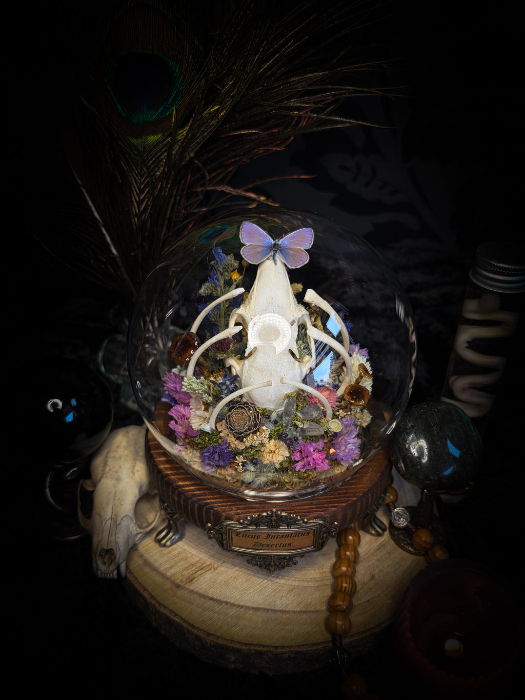 Lucus Incantatus Desertus — handmade glass dome with young rabbit skull holding a spell jar, Common Blue butterfly resting on the skull's nose, surrounded by dried carnations, cornflowers, artichoke, moss and miniature mushrooms. Whimsical witchy decor by Morbid Oddities.