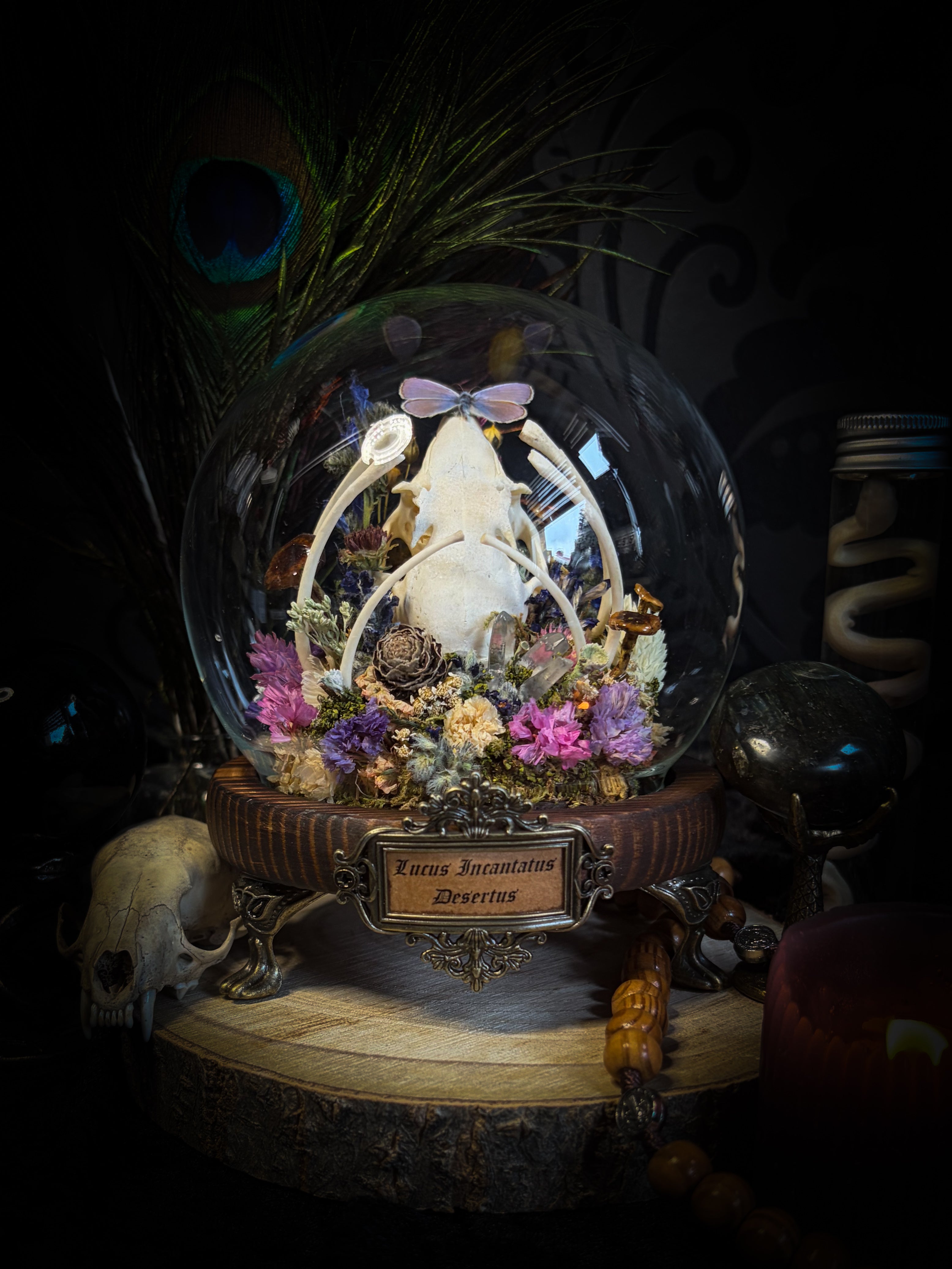 Lucus Incantatus Desertus — handmade glass dome with young rabbit skull holding a spell jar, Common Blue butterfly resting on the skull's nose, surrounded by dried carnations, cornflowers, artichoke, moss and miniature mushrooms. Whimsical witchy decor by Morbid Oddities.