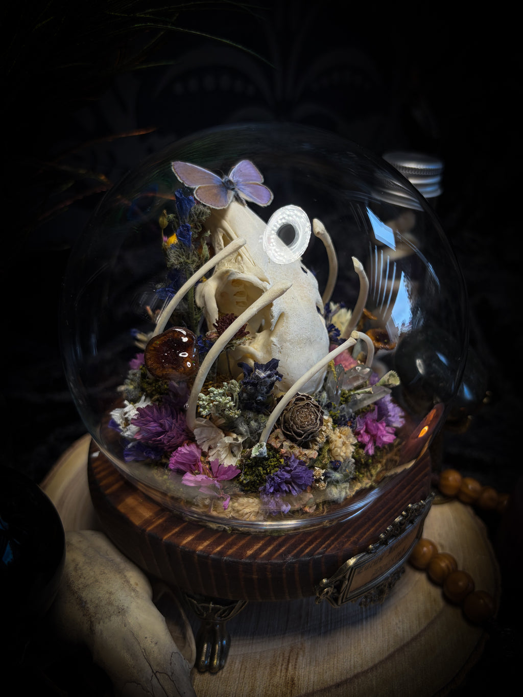 Lucus Incantatus Desertus — handmade glass dome with young rabbit skull holding a spell jar, Common Blue butterfly resting on the skull's nose, surrounded by dried carnations, cornflowers, artichoke, moss and miniature mushrooms. Whimsical witchy decor by Morbid Oddities.