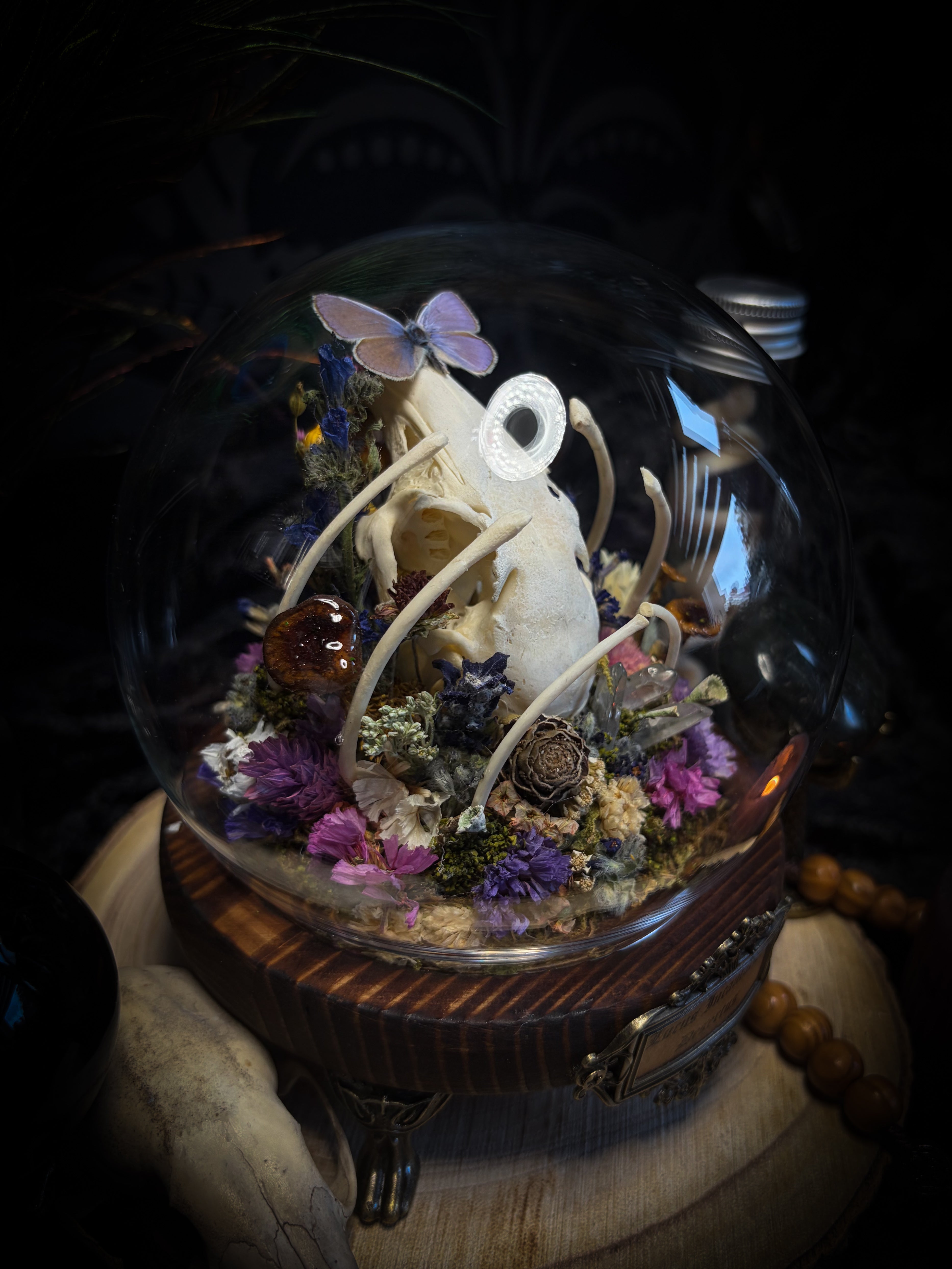 Lucus Incantatus Desertus — handmade glass dome with young rabbit skull holding a spell jar, Common Blue butterfly resting on the skull's nose, surrounded by dried carnations, cornflowers, artichoke, moss and miniature mushrooms. Whimsical witchy decor by Morbid Oddities.